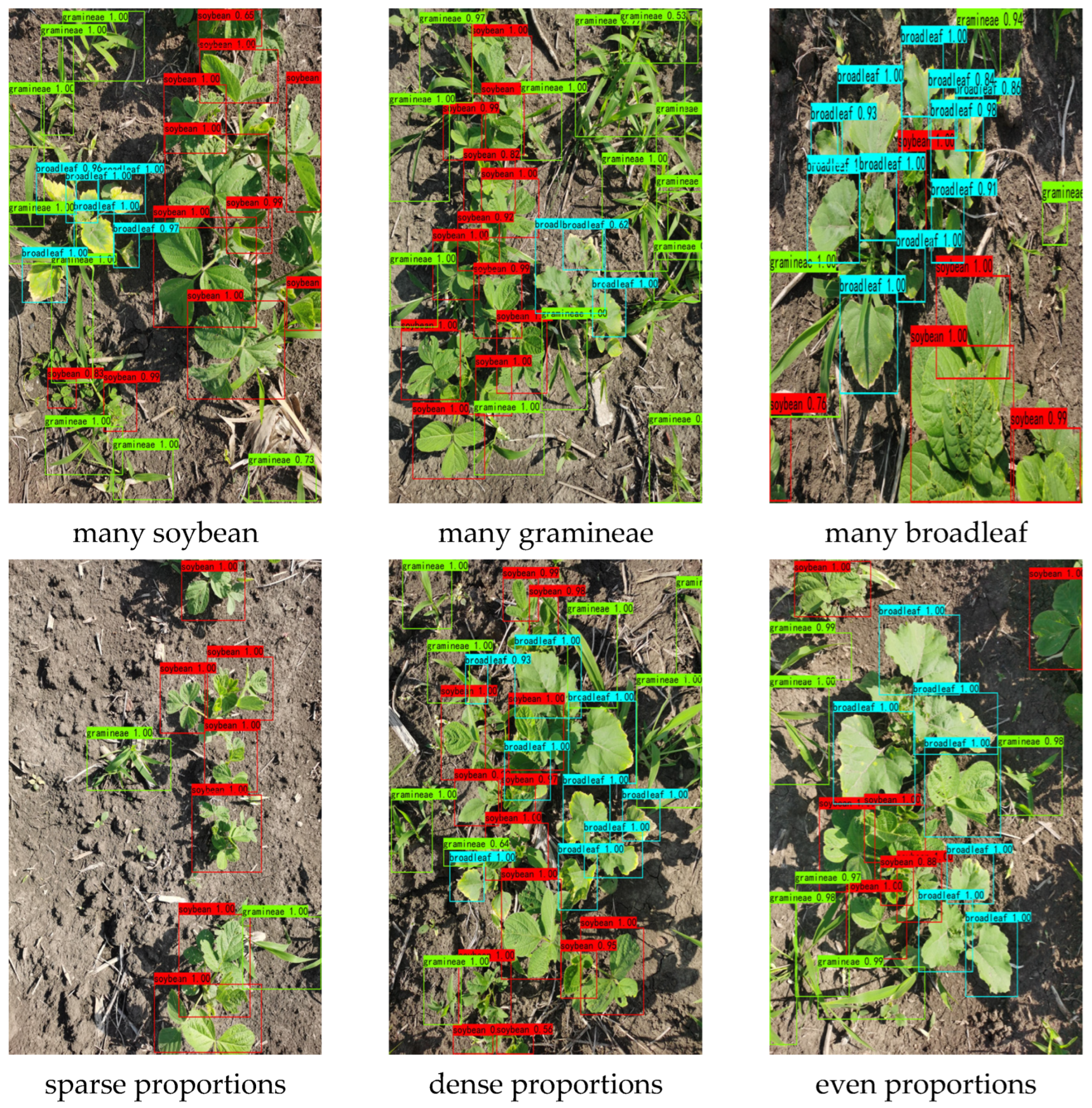 a) Weed population, (b) weed sample location, and (c) soybean