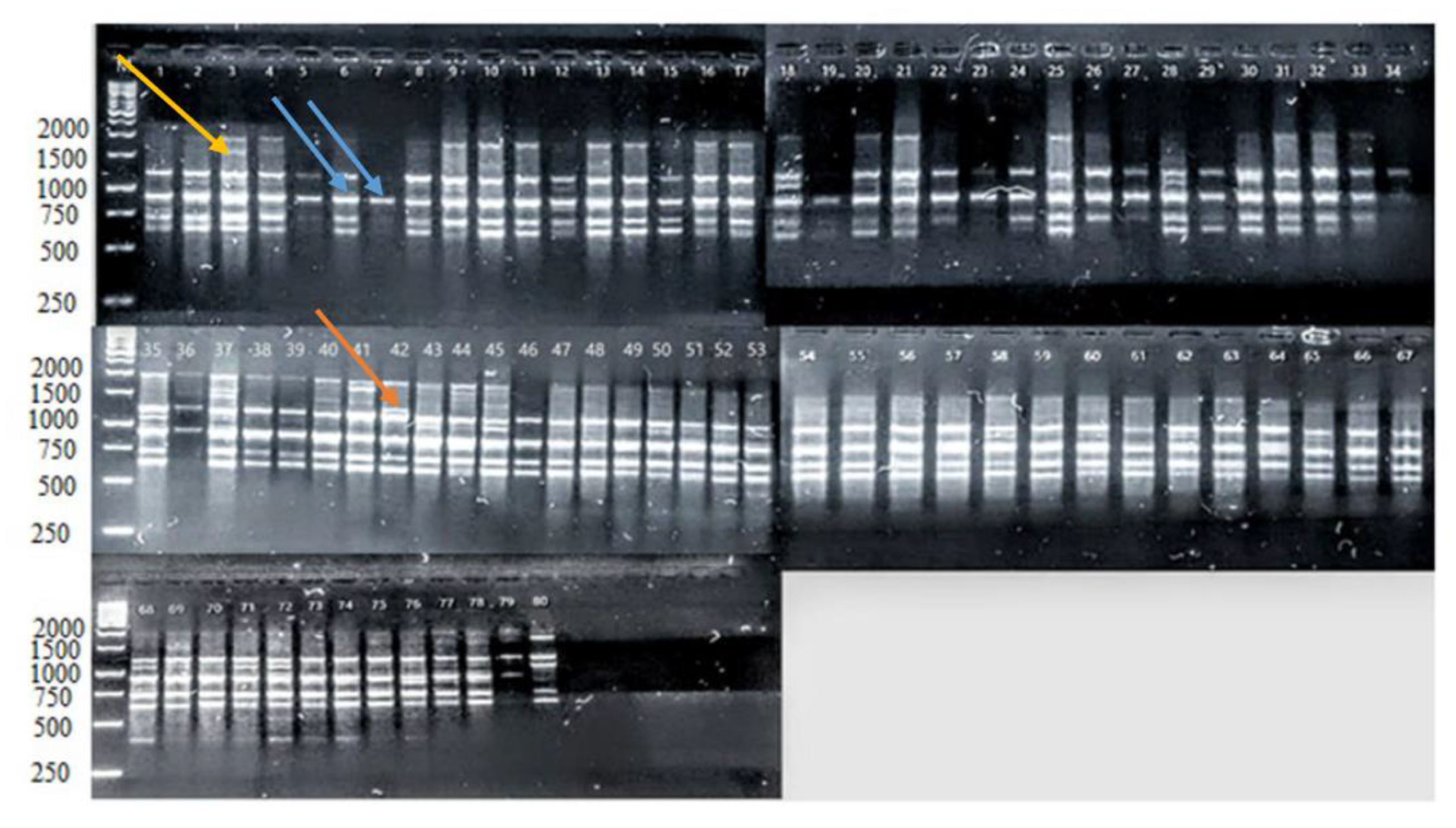 Agriculture 13 00185 g001