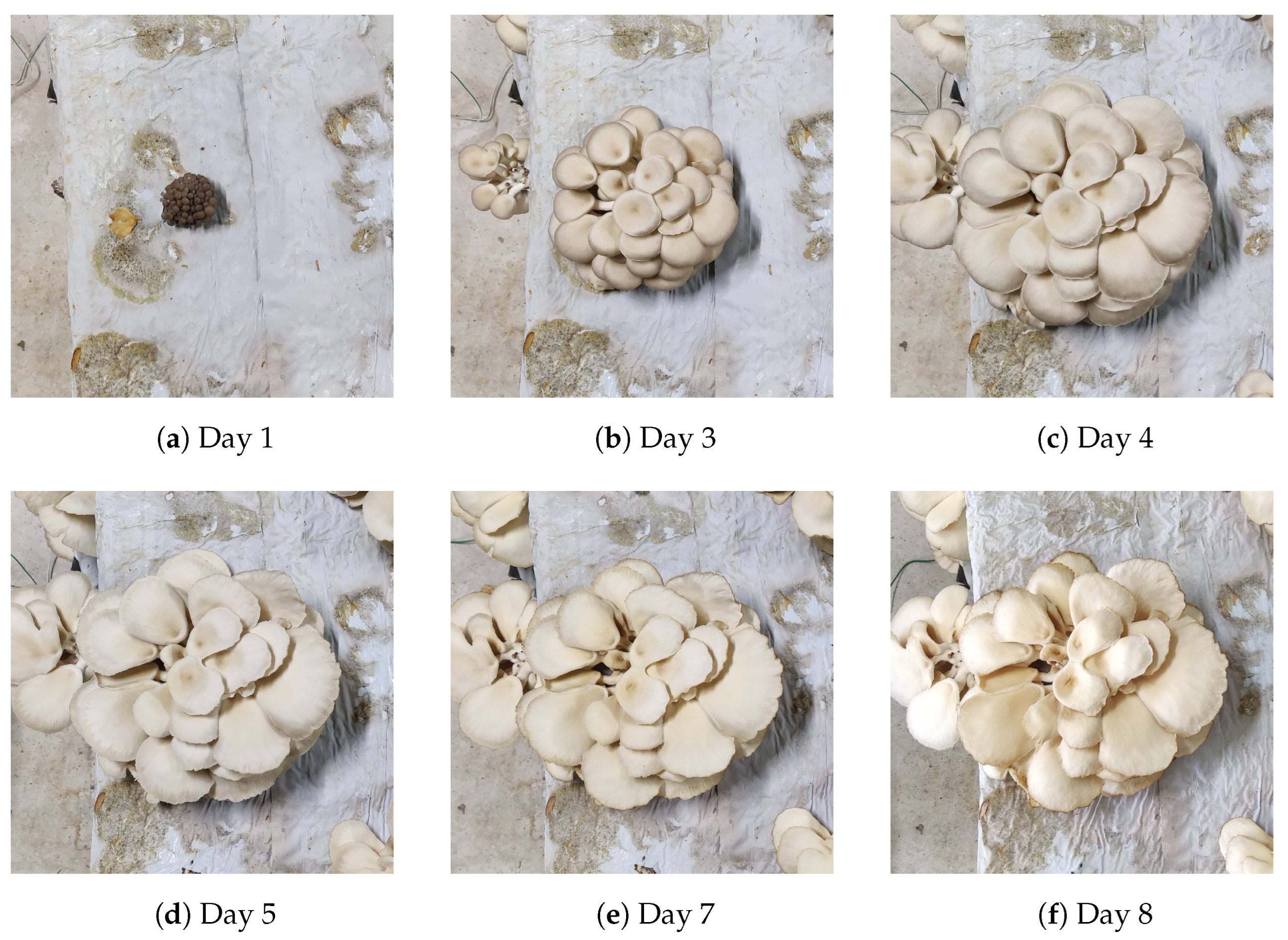 How to Grow Oyster Mushrooms (Low Tech) : 9 Steps (with Pictures