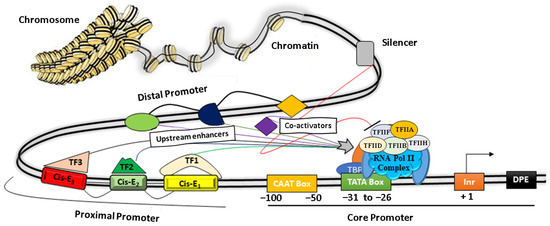 PDF) Intra-promoter switch of transcription initiation sites in