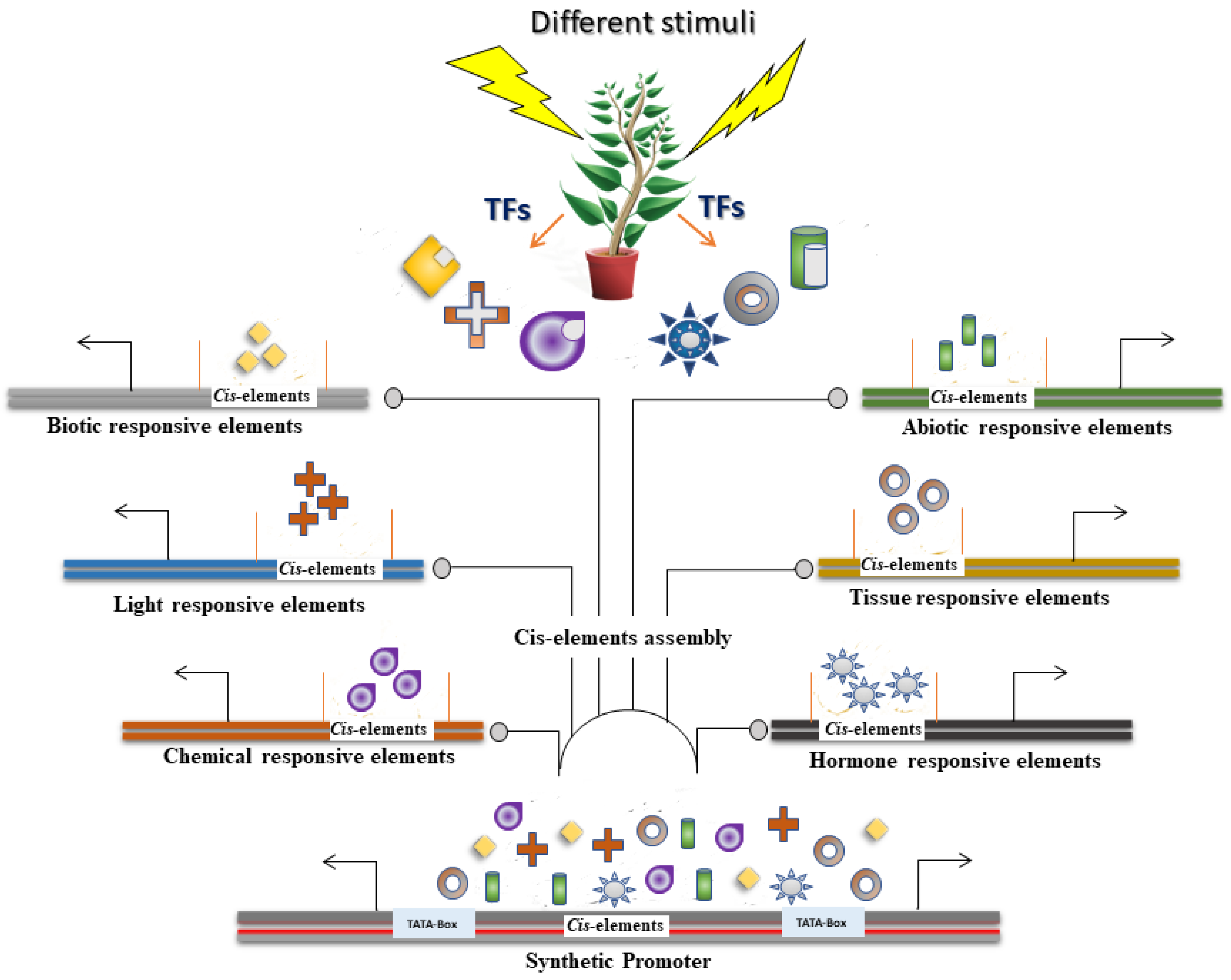 Genes Free Full Text Plant Promoters Their Identification