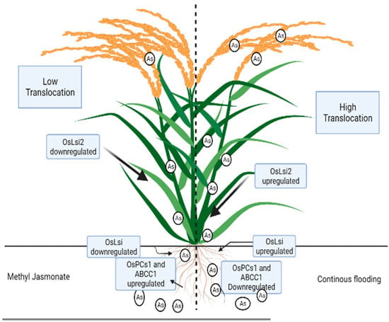 Agriculture | Free Full-Text | Multifarious Effects of Arsenic on ...