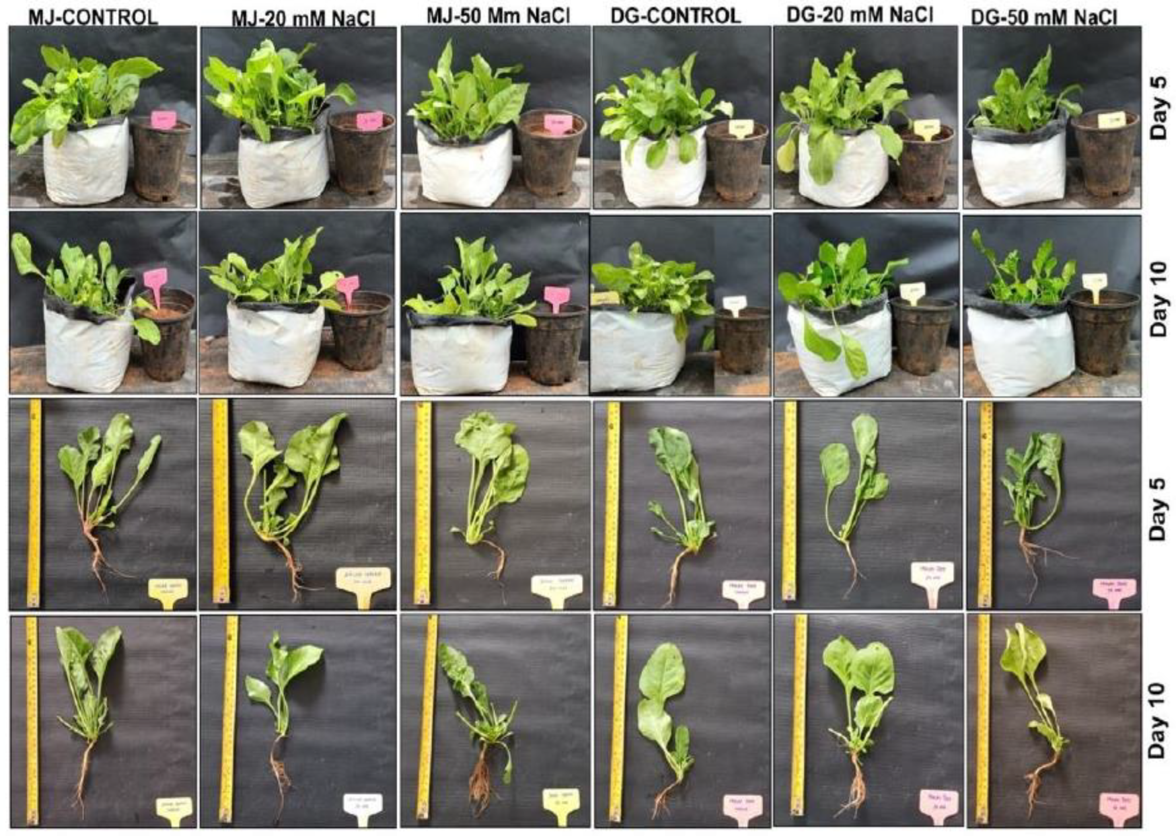 Agriculture 13 00429 g001 Agriculture 13 00429 g001