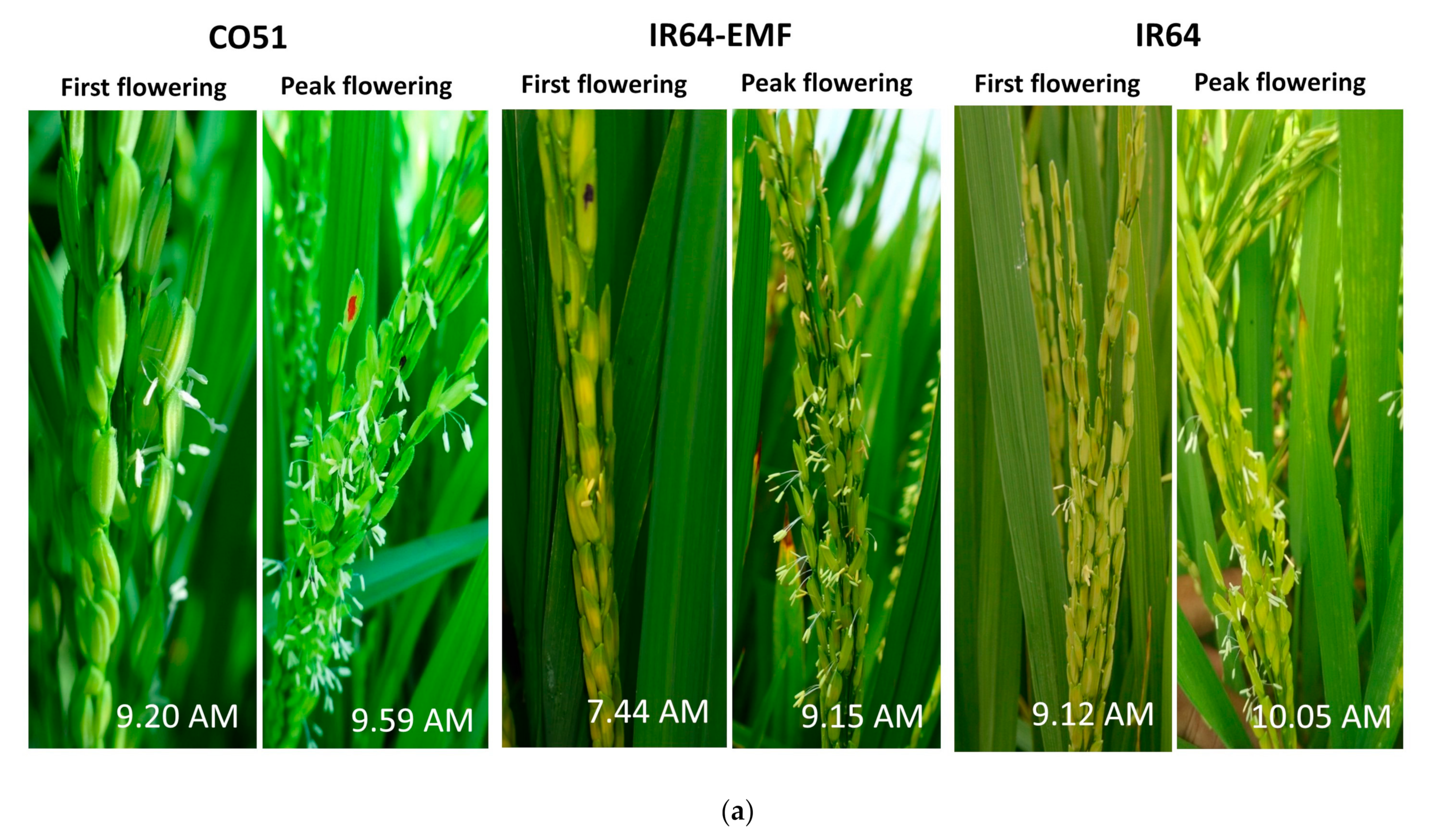 Agriculture 13 00553 g002a Agriculture 13 00553 g002a