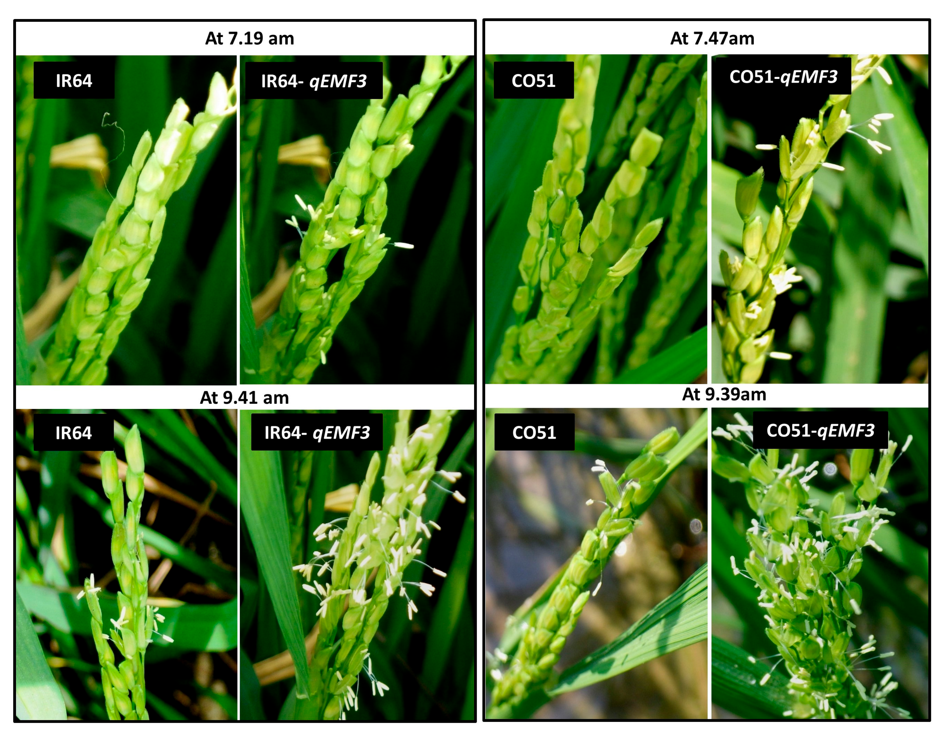 Agriculture 13 00553 g007 Agriculture 13 00553 g007