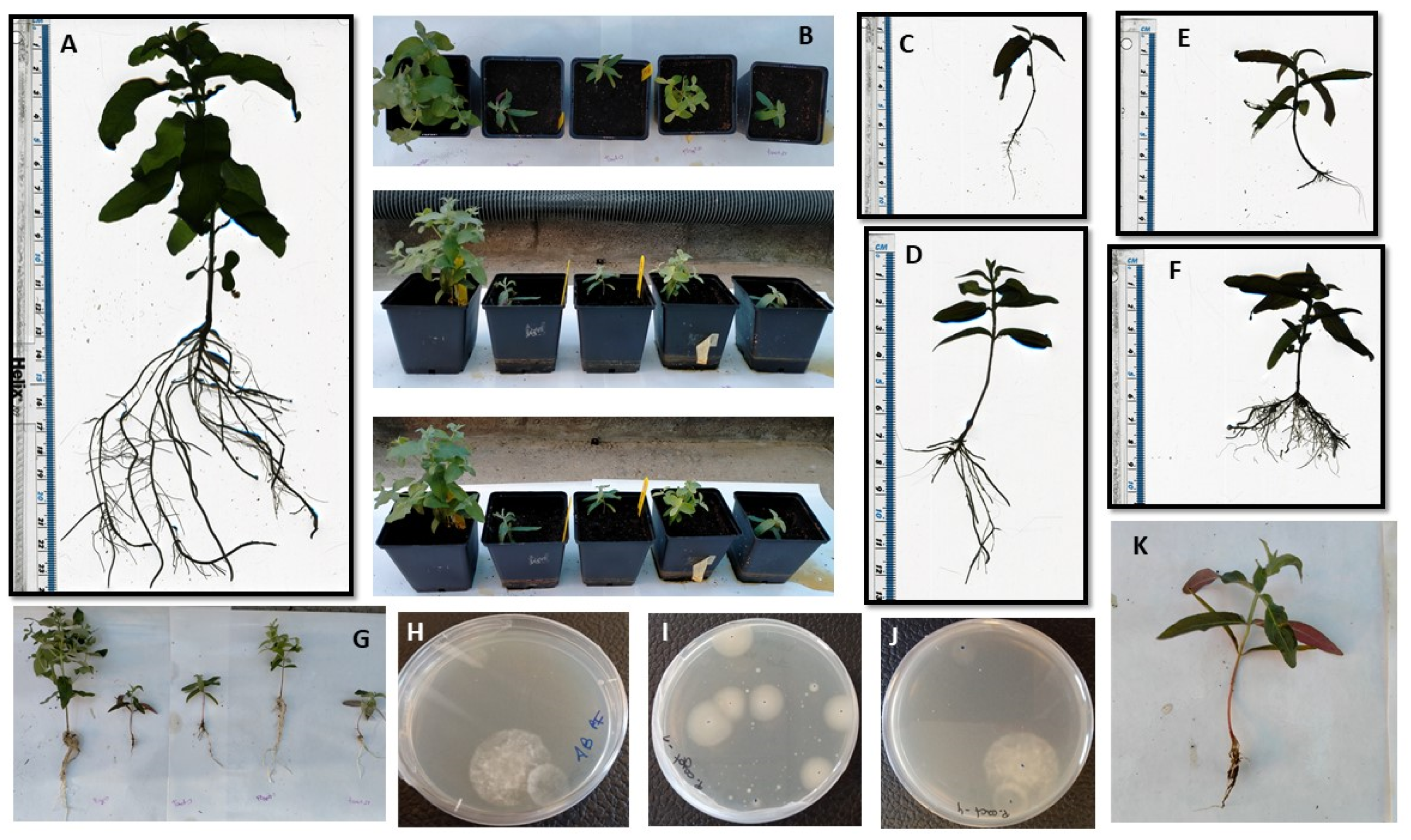 Agriculture 13 00581 g006