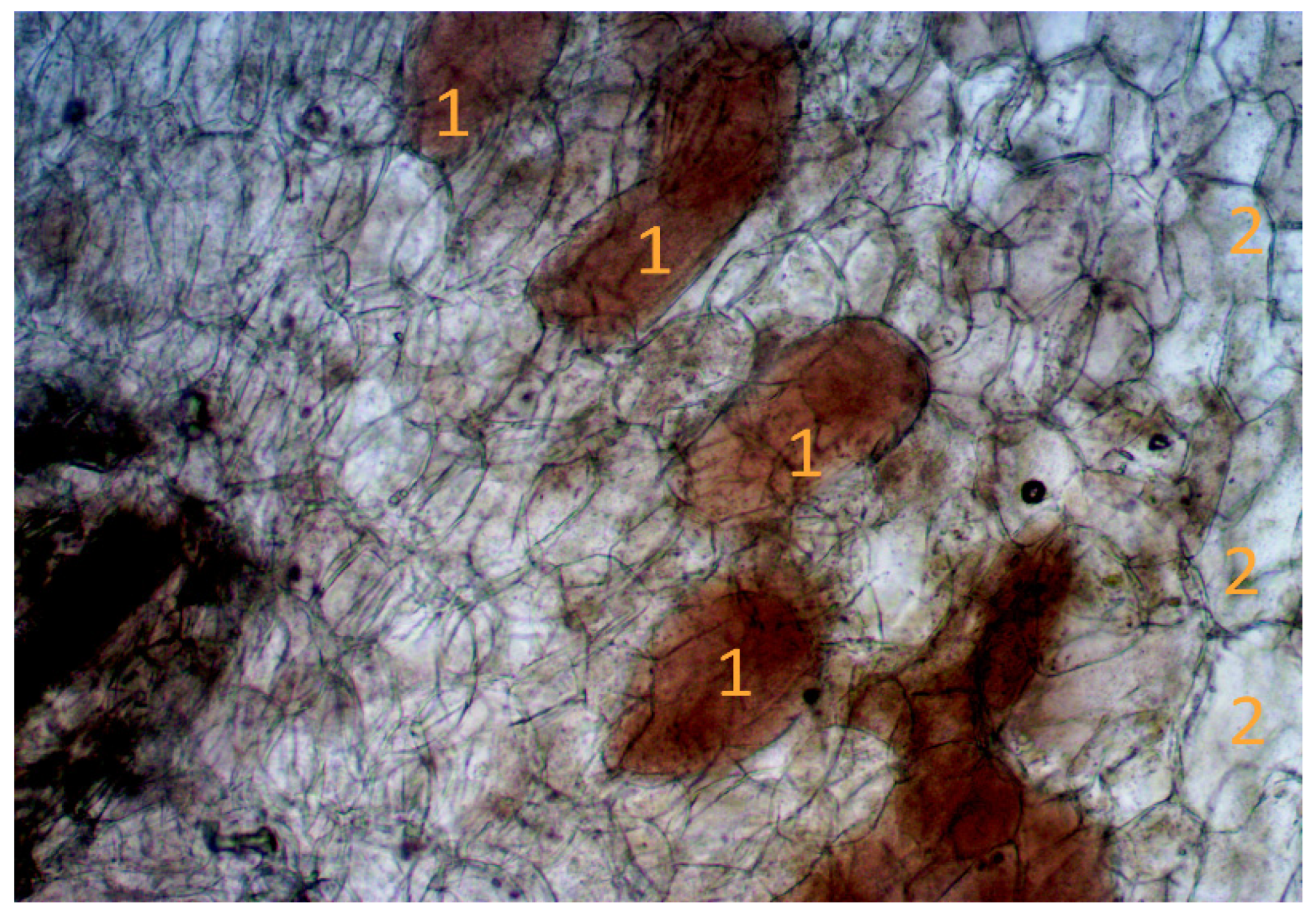 Agriculture 13 00695 g007 Agriculture 13 00695 g007