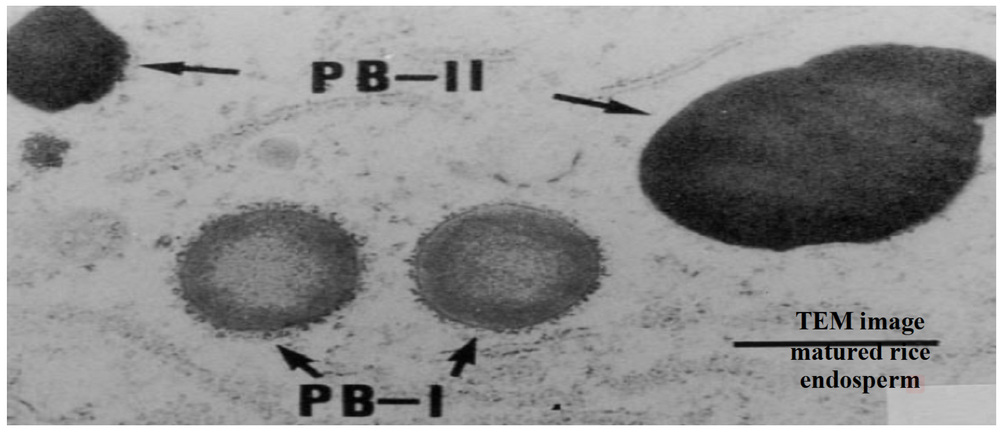 Agriculture 13 00705 g003 Agriculture 13 00705 g003