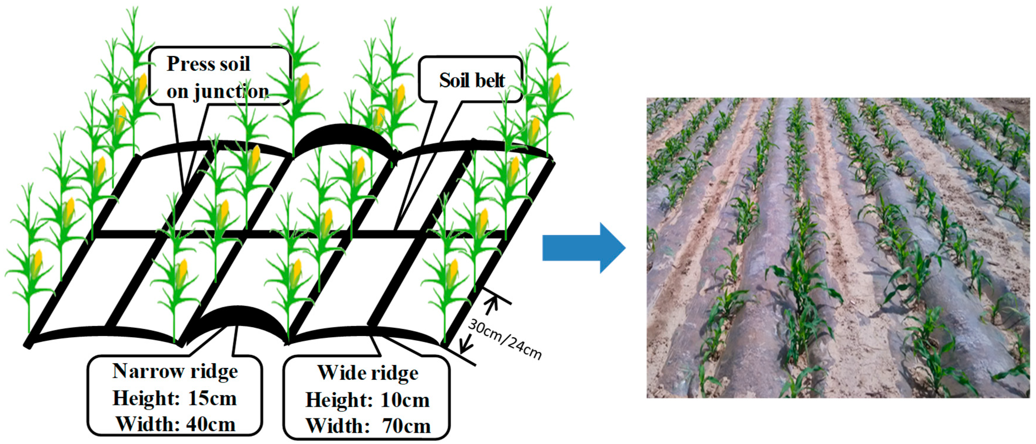 Agriculture | Free Full-Text | Regulation of Density and