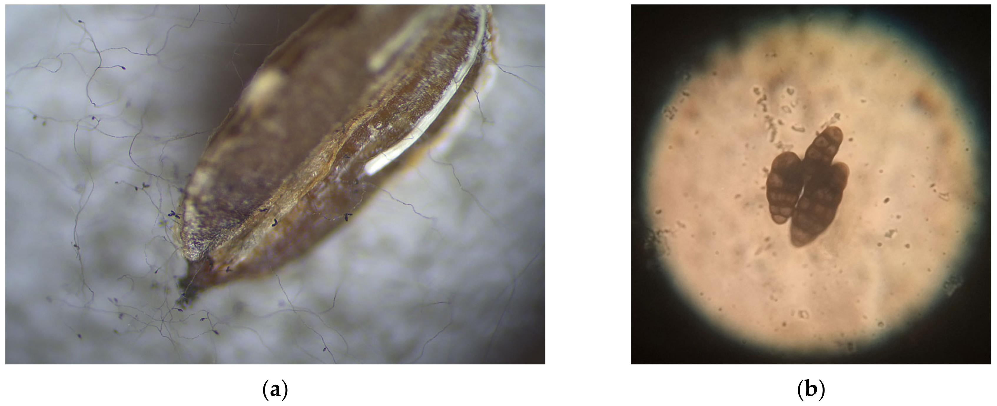 Agriculture 13 00749 g006