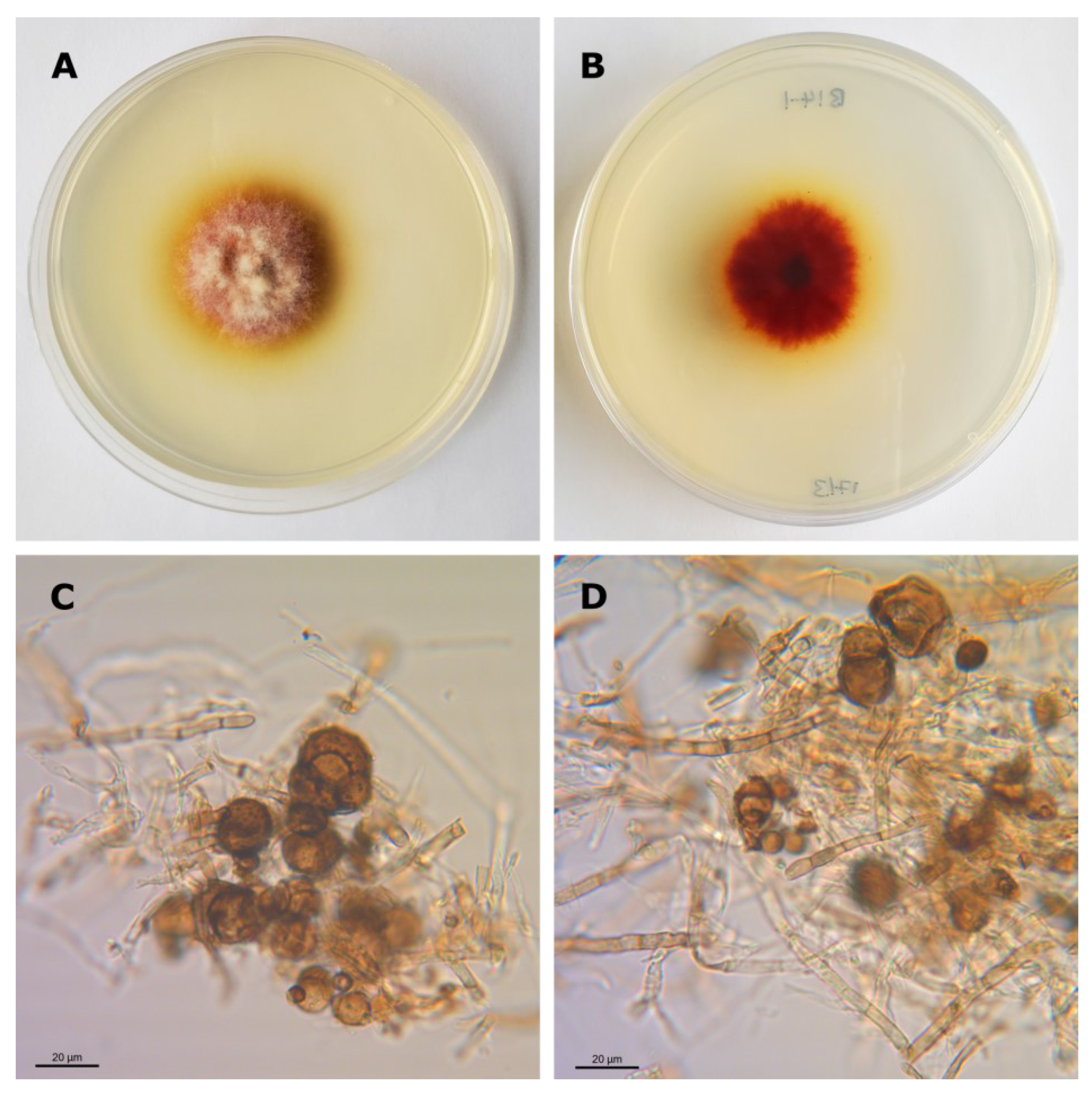 Agriculture | Free Full-Text | From Endophyte Community Analysis