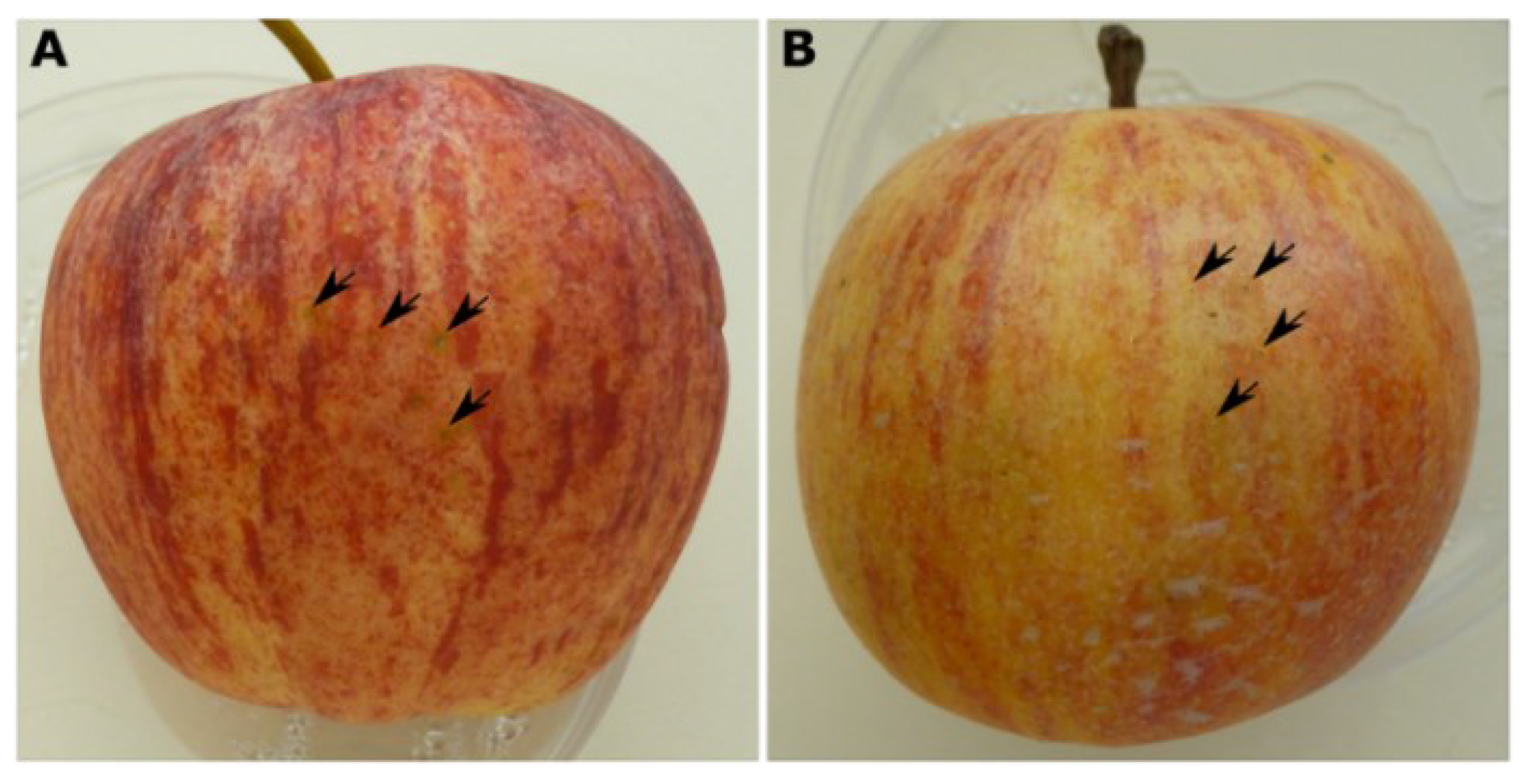 Agriculture 13 00809 g005 Agriculture 13 00809 g005