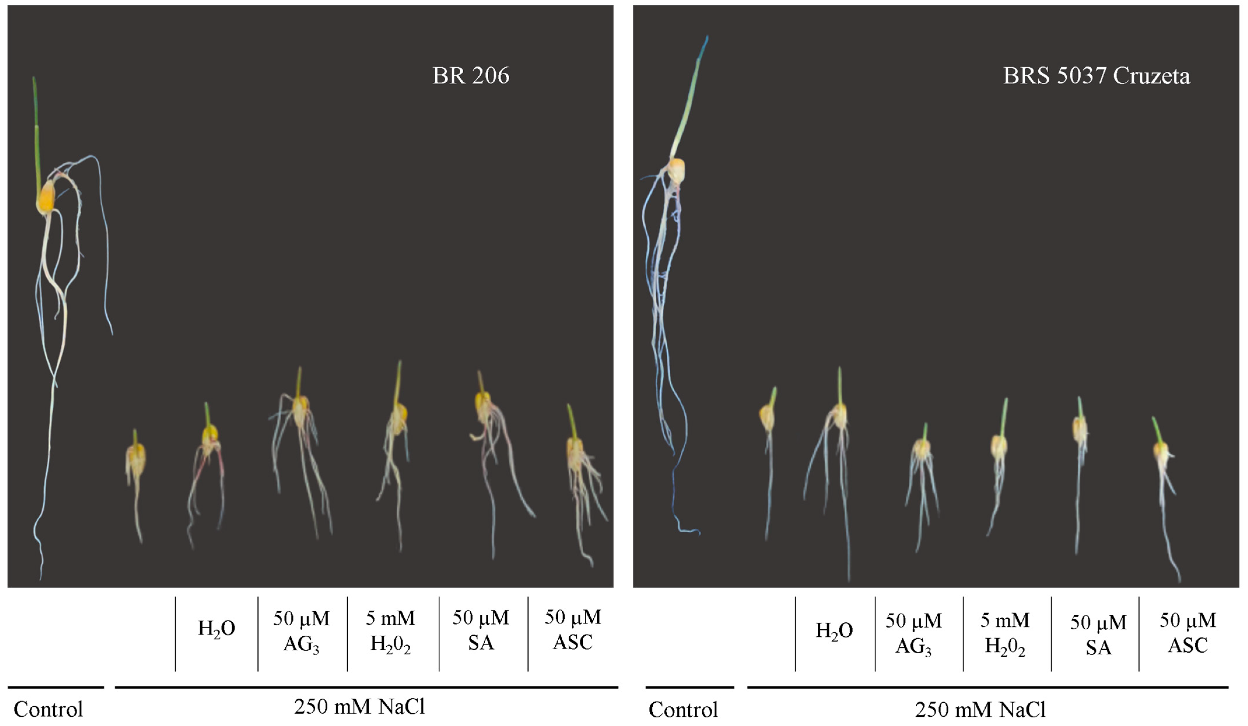 Agriculture 13 00964 g002