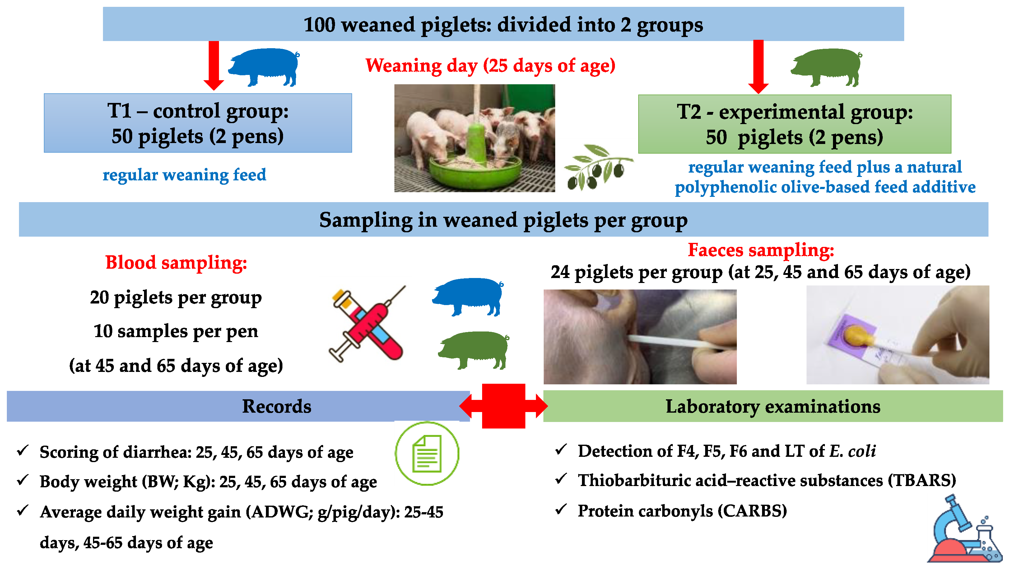 Agriculture | Free Full-Text | Effects of a Natural Polyphenolic Product  from Olive Mill Wastewater on Oxidative Stress and Post-Weaning Diarrhea in  Piglets