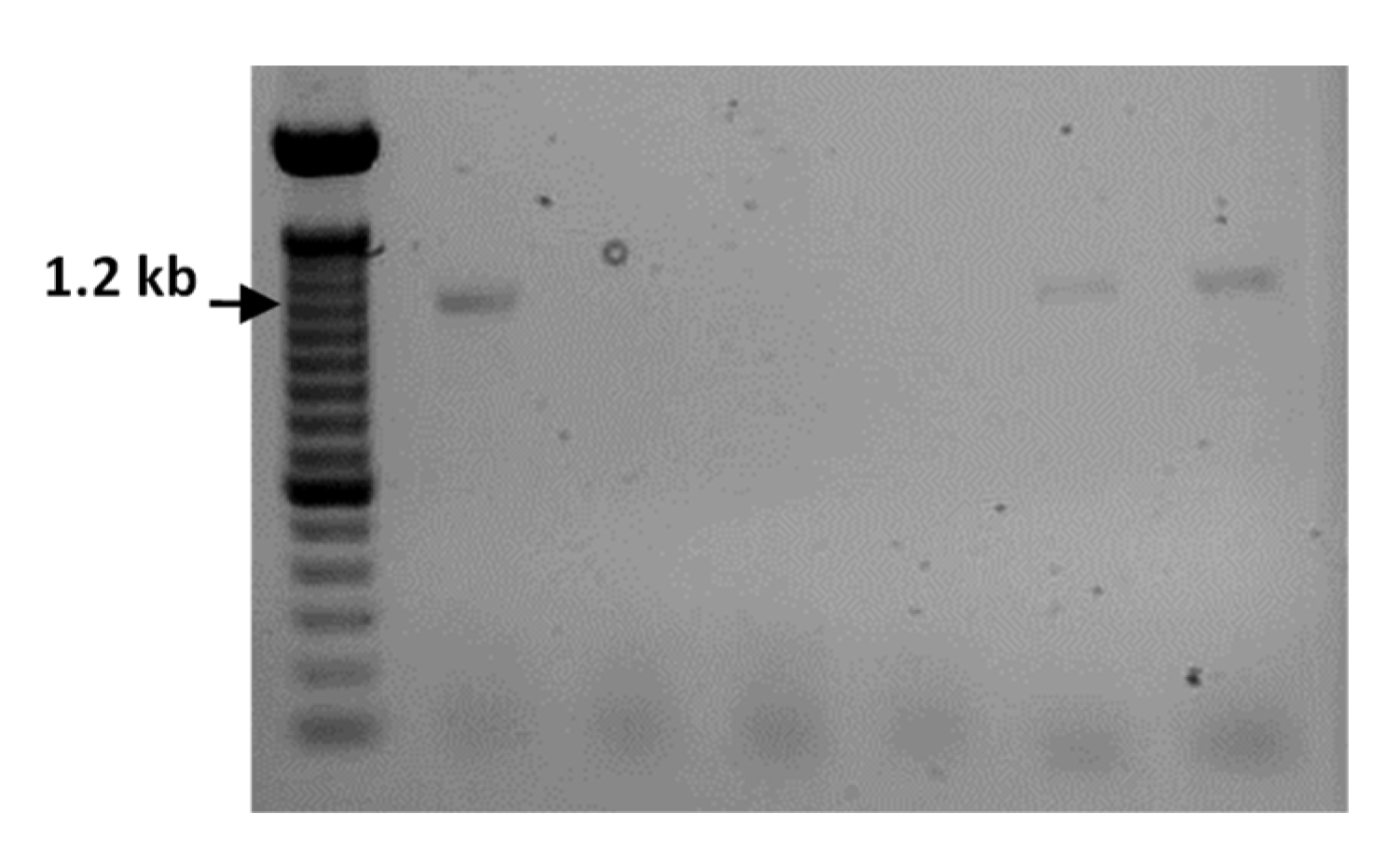 Agriculture 13 01362 g002 Agriculture 13 01362 g002