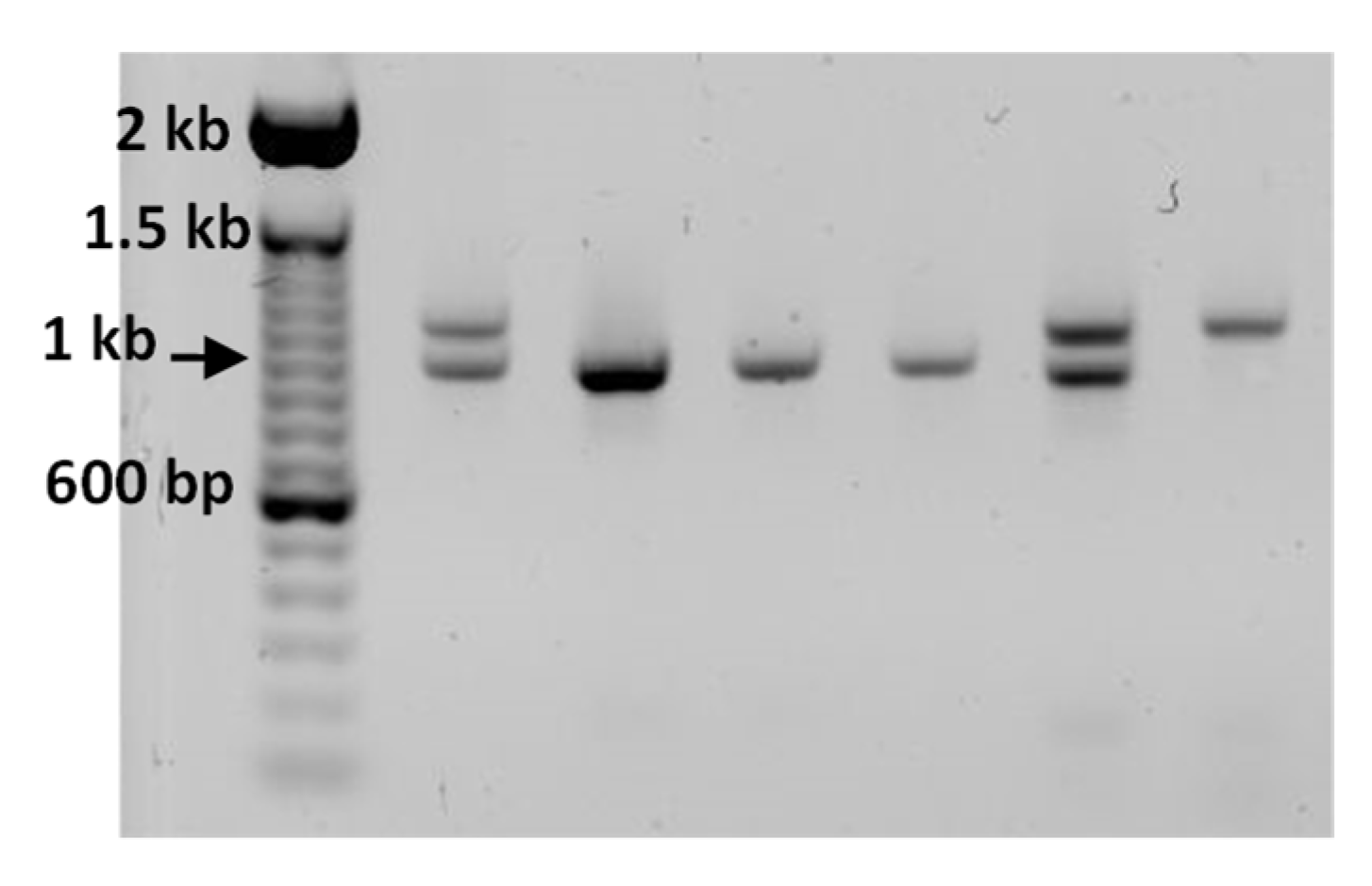 Agriculture 13 01362 g003 Agriculture 13 01362 g003