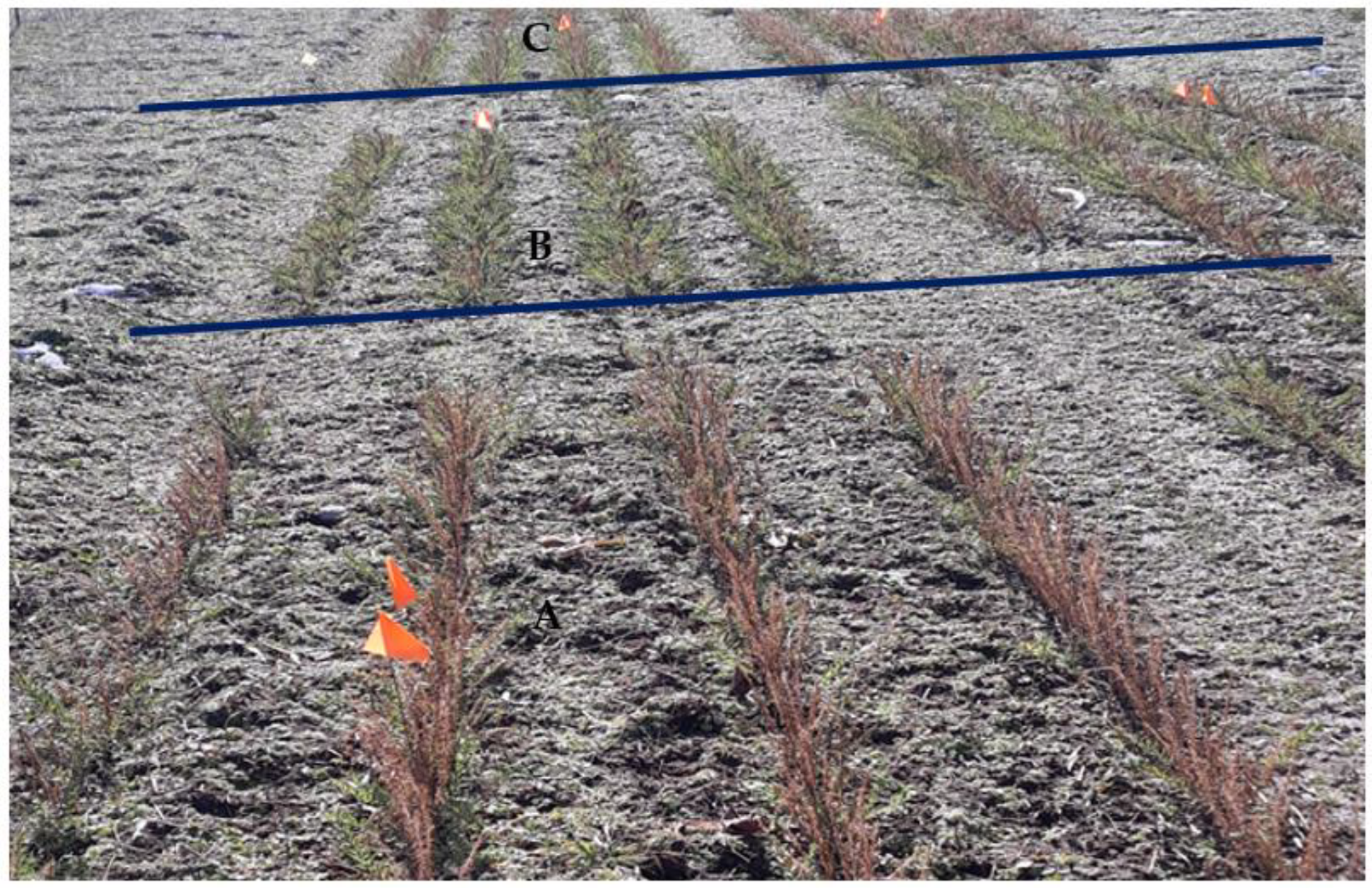 Agriculture 13 01374 g003