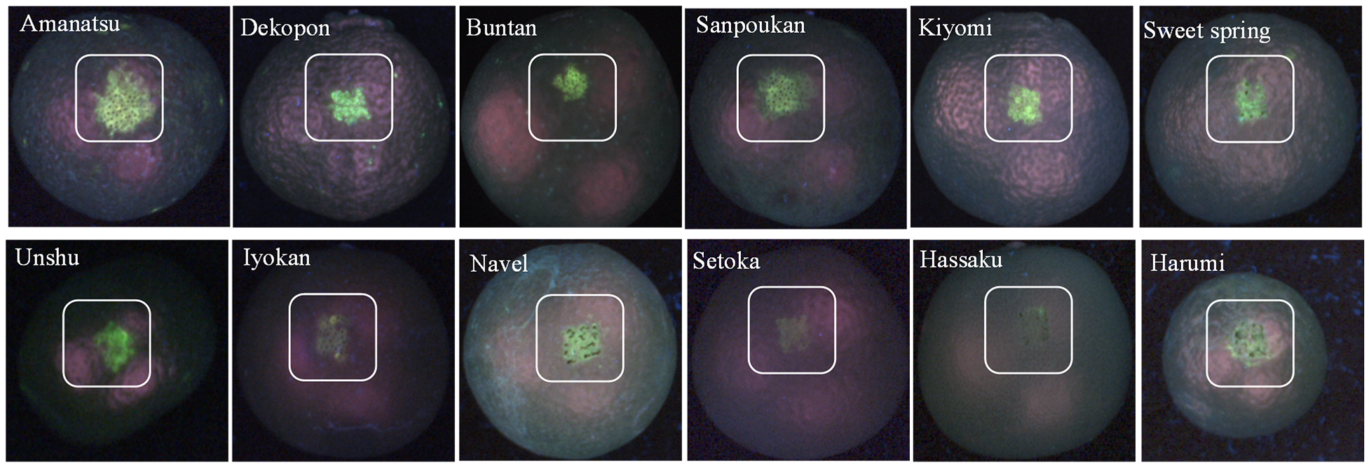 Agriculture 13 01433 g005 Agriculture 13 01433 g005