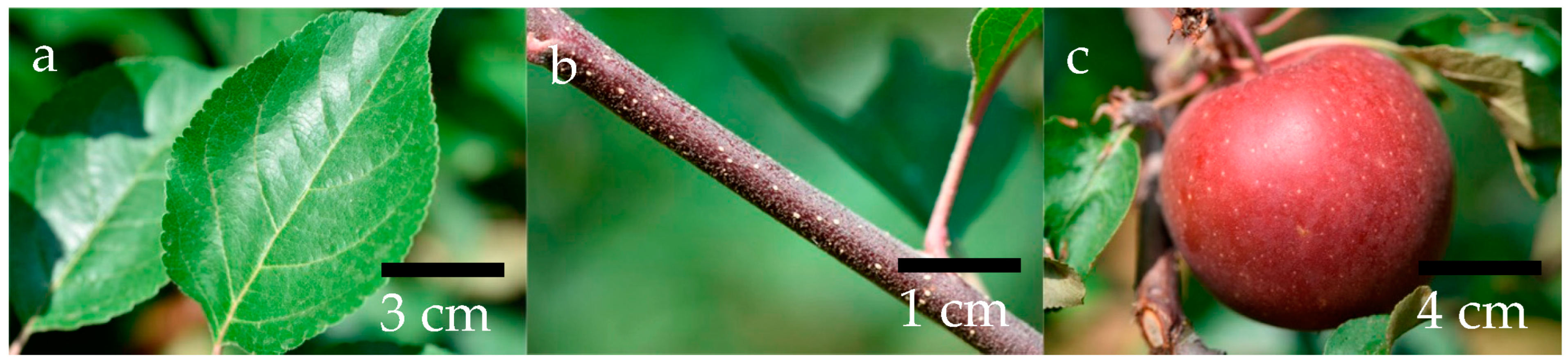 Agriculture 13 01564 g001 Agriculture 13 01564 g001