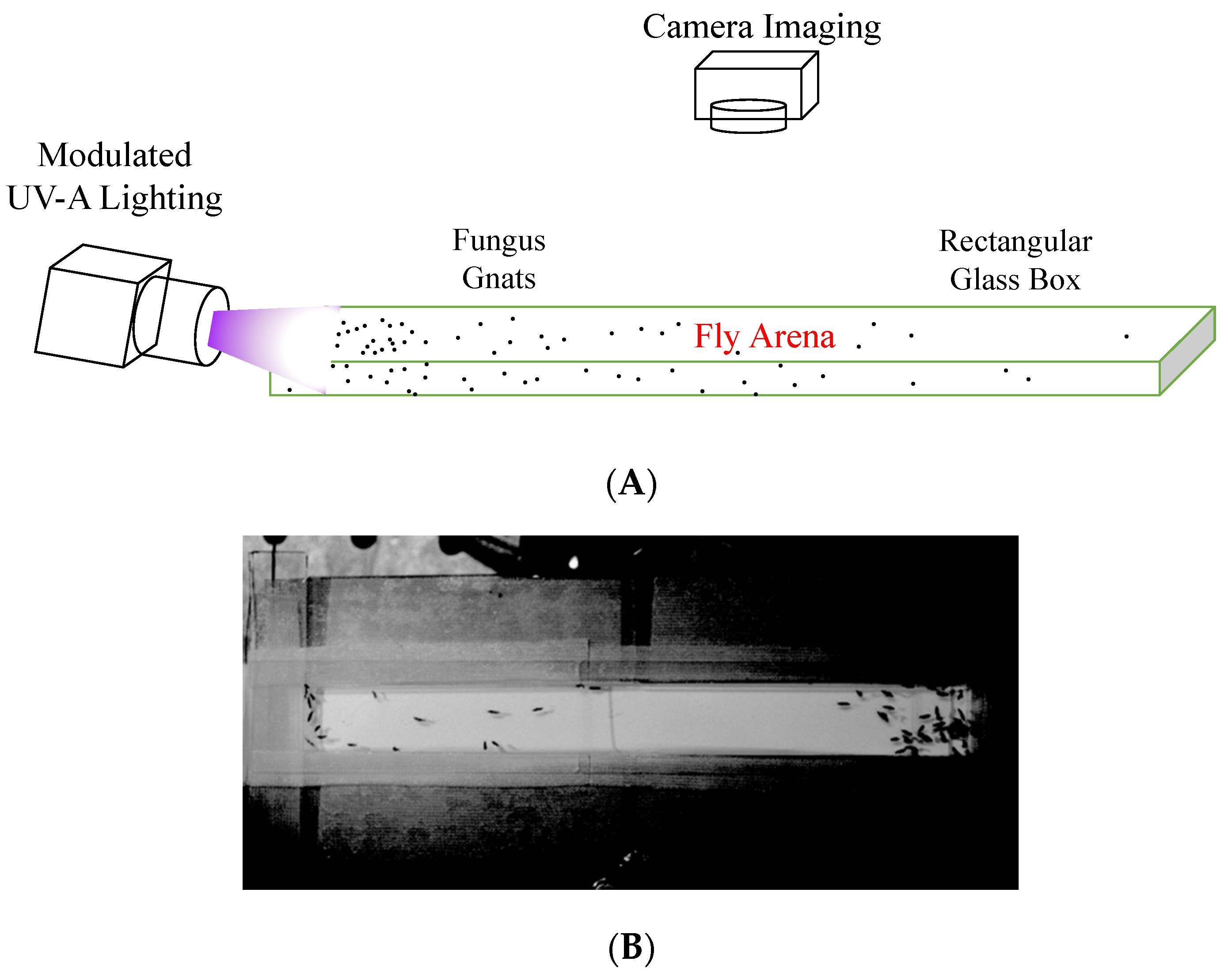 Elevating Pest Control: The Power of Insect Light Traps