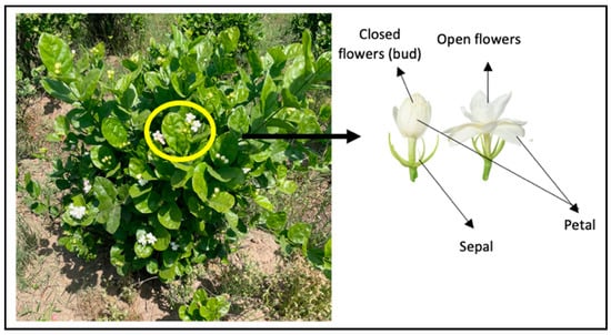 The Advantages And Disadvantages Of Buying Jasmine Flowers