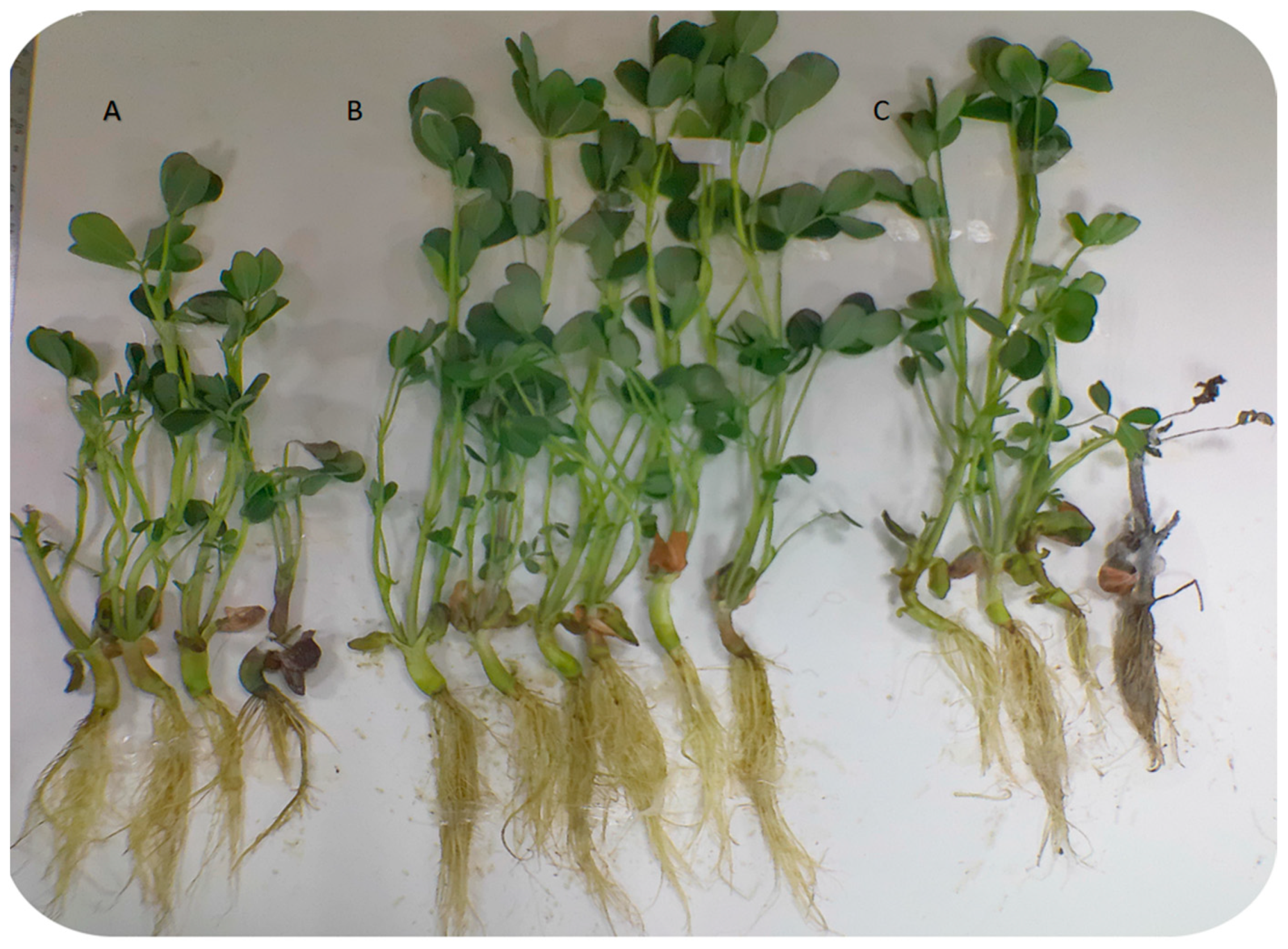 Agriculture 13 01608 g001 Agriculture 13 01608 g001