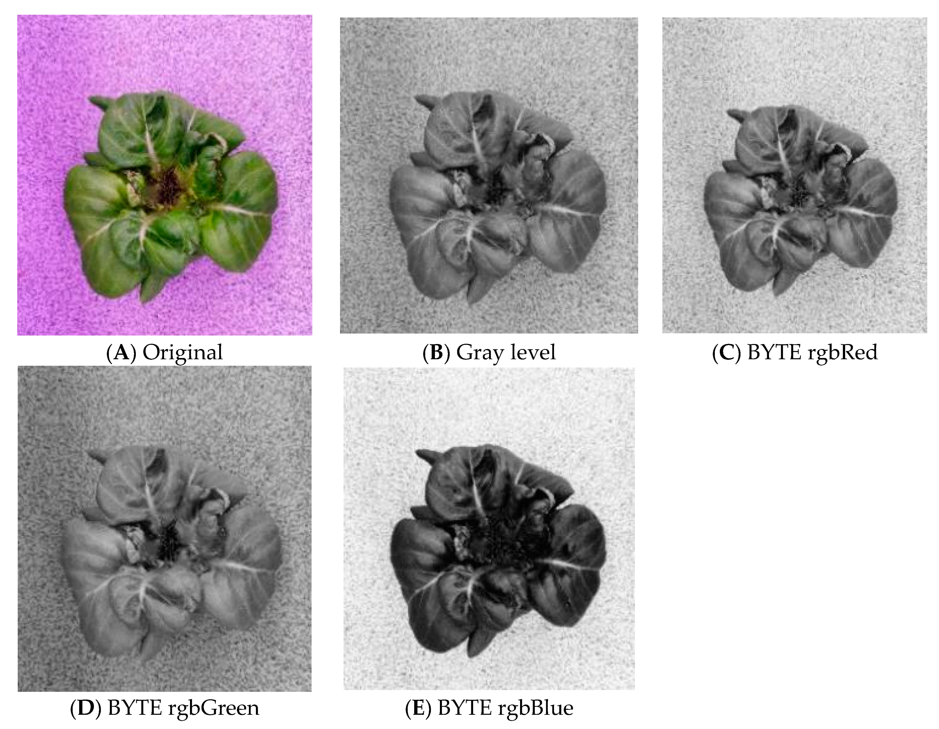 Agriculture 13 01614 g011 Agriculture 13 01614 g011