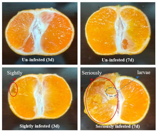 Preference for oranges protects fruit flies from parasites