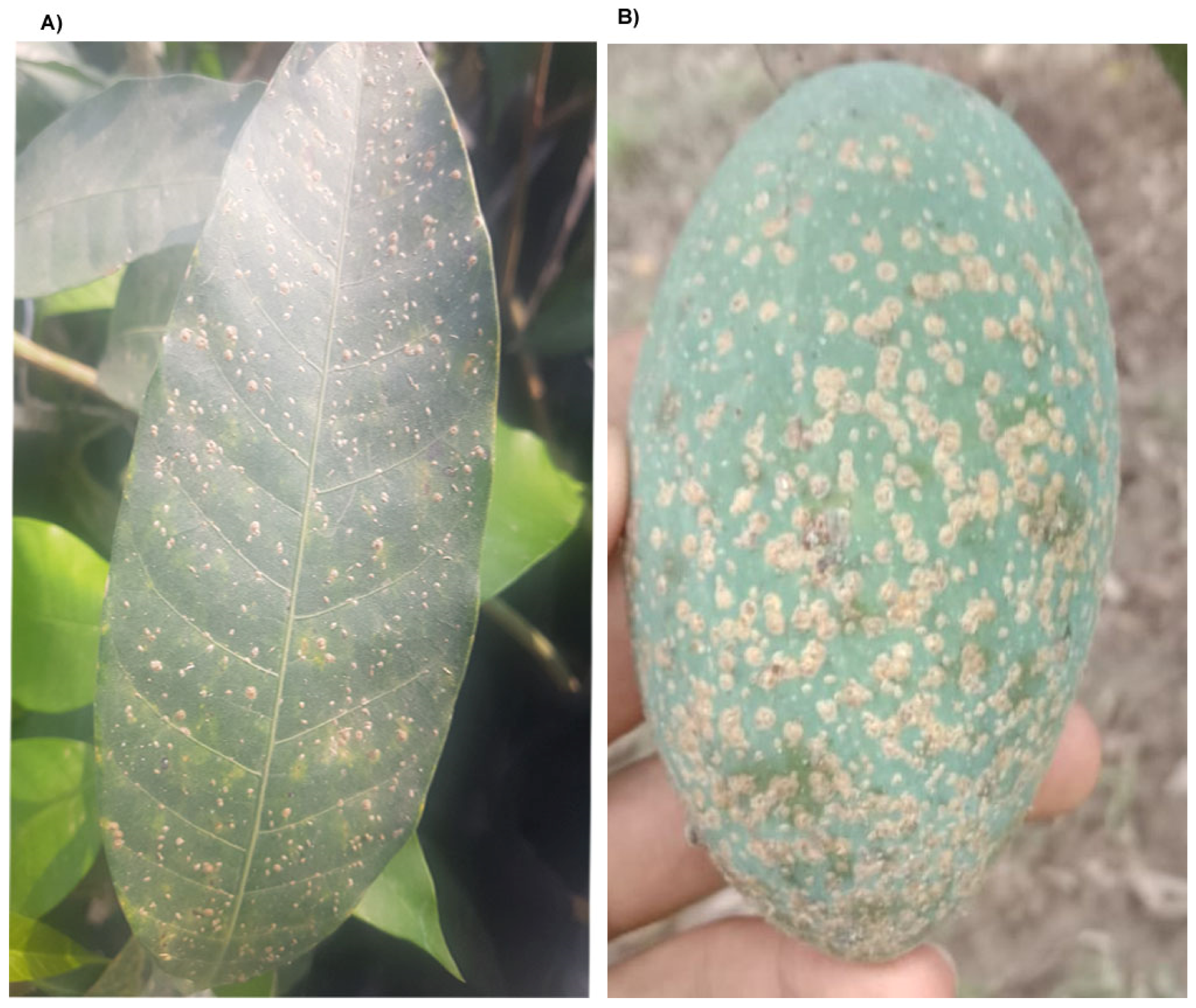 Agriculture | Free Full-Text | A Review on White Mango Scale Biology,  Ecology, Distribution and Management