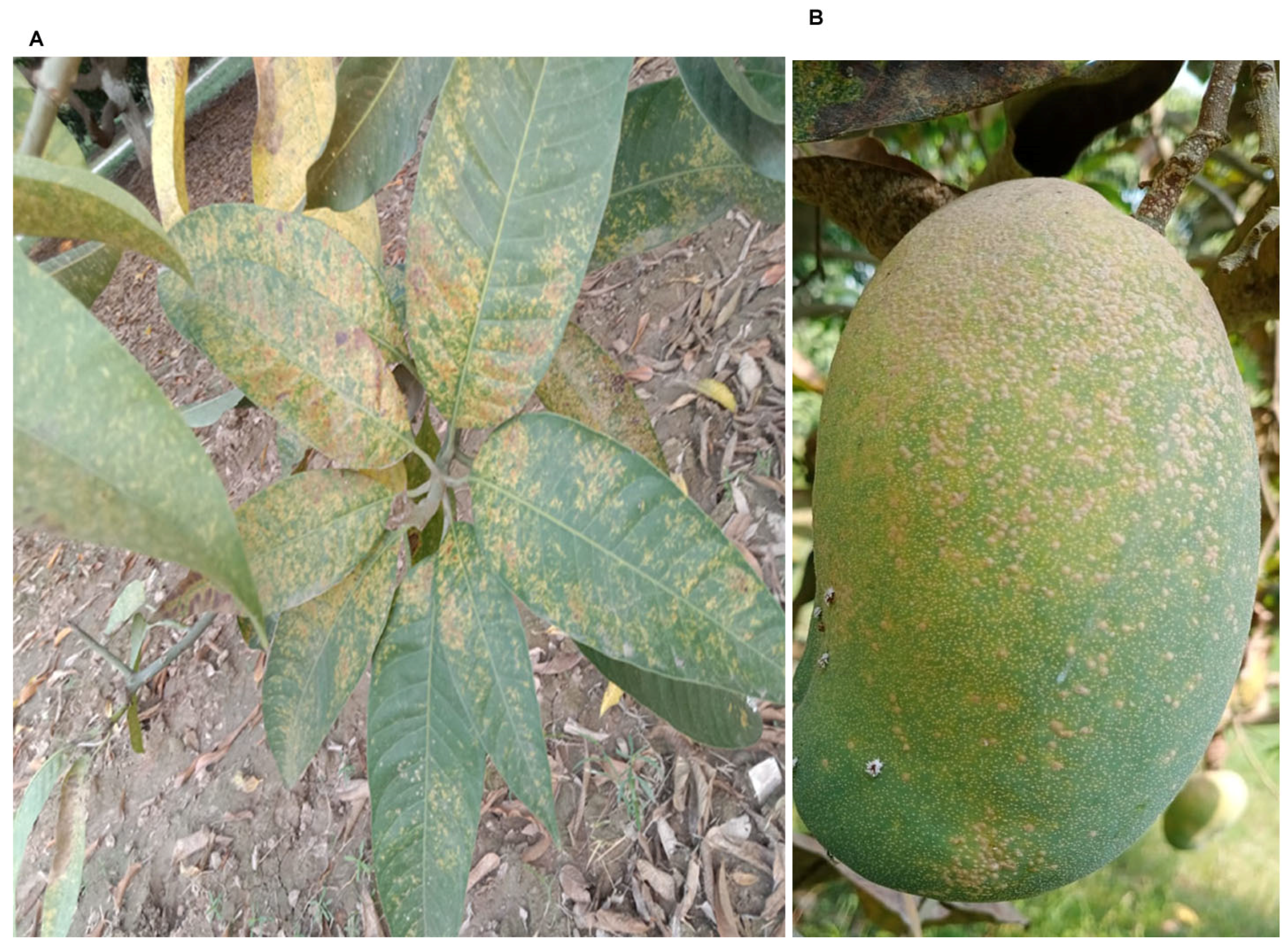 Agriculture | Free Full-Text | A Review on White Mango Scale