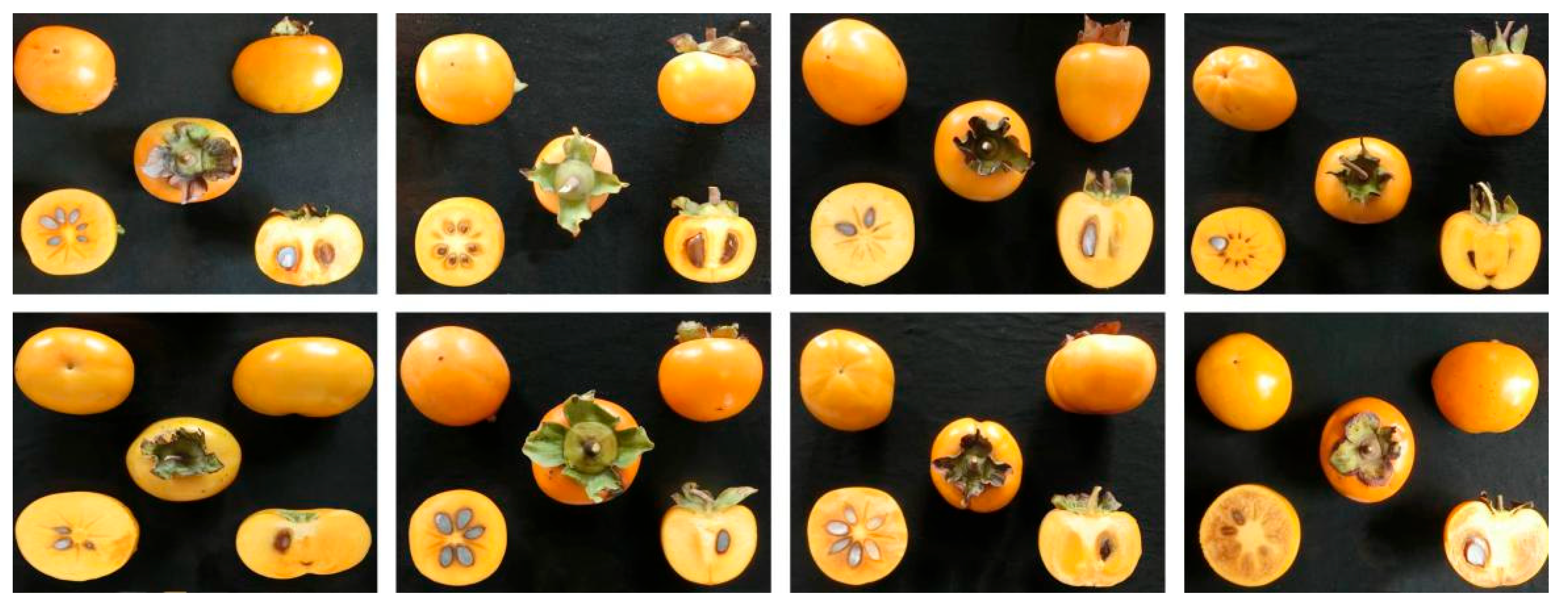 Development and ripening of persimmon (Diospyros kaki Thunb. cv
