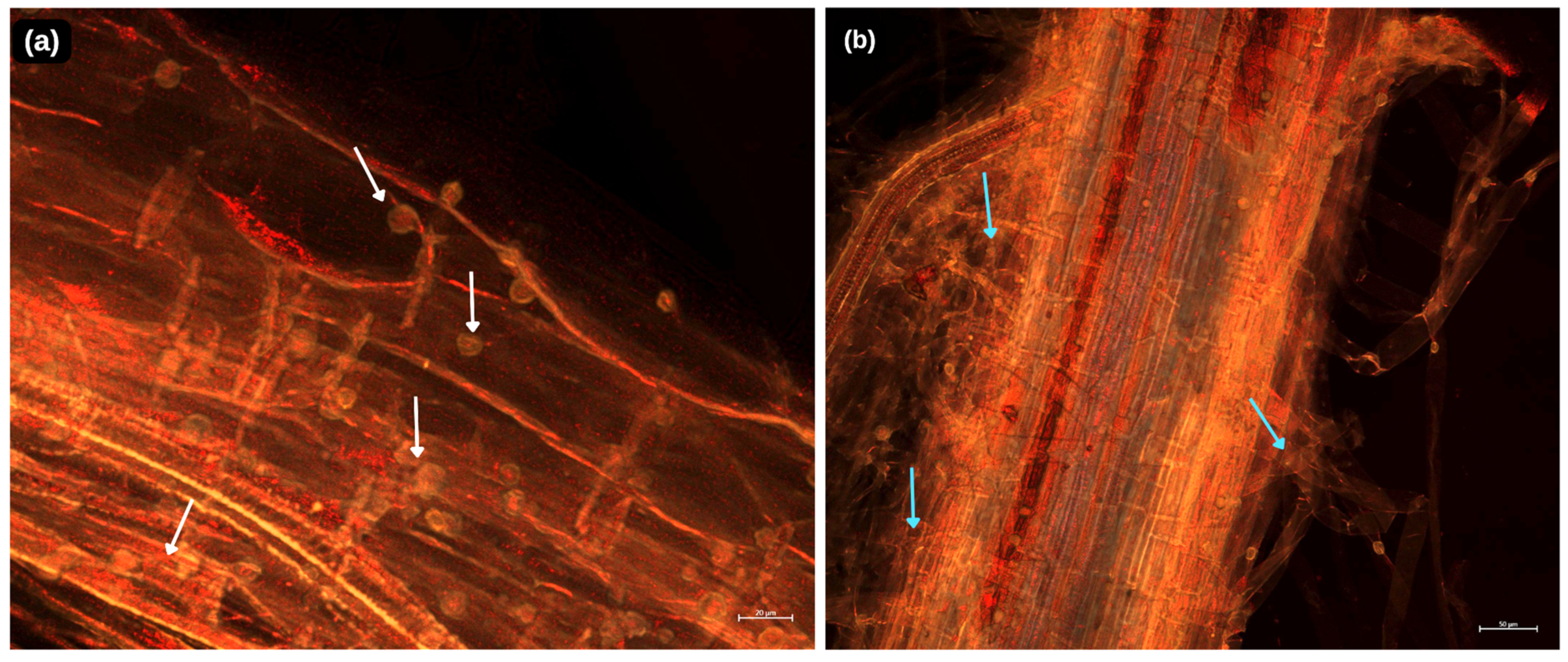 Agriculture 13 02048 g003