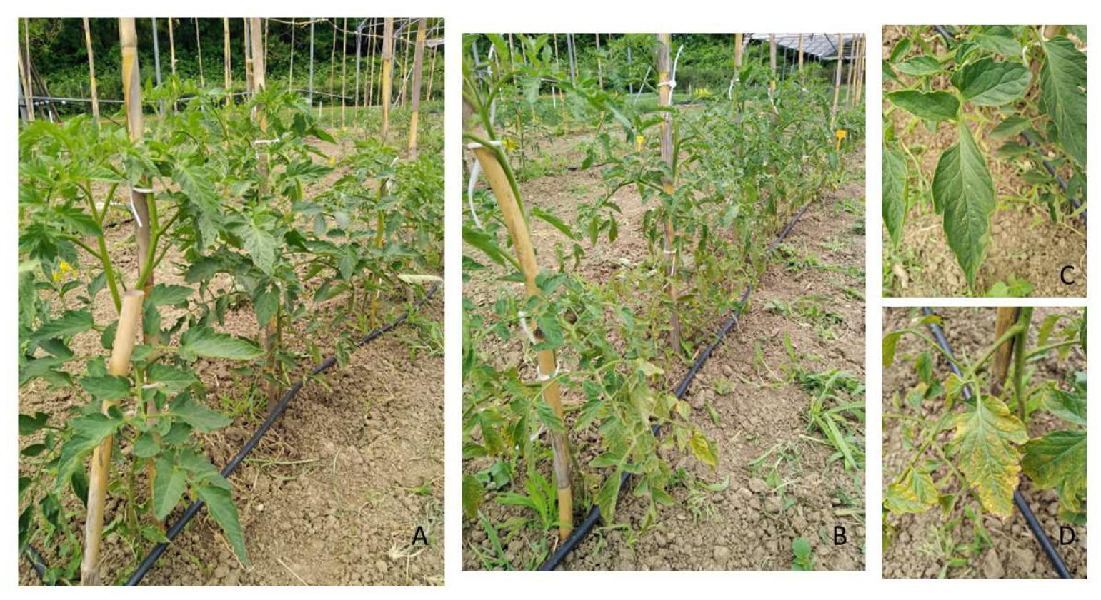 Agriculture 14 00136 g001