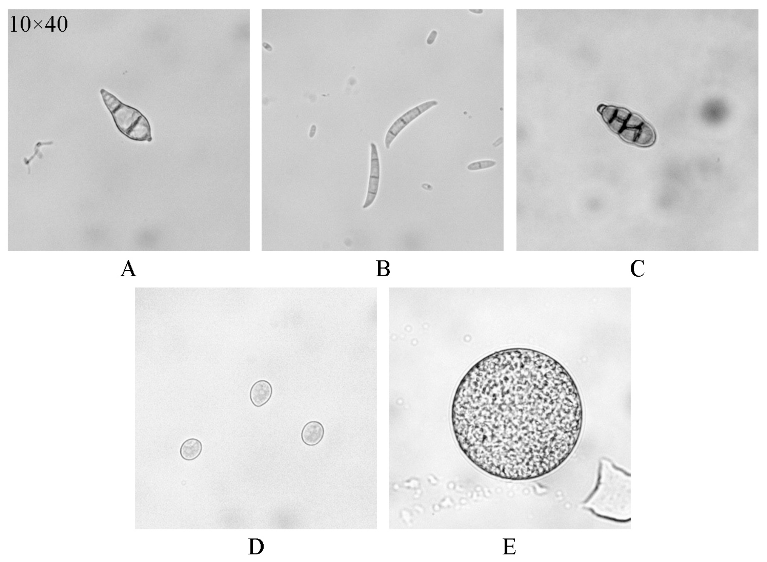 Agriculture 14 00290 g001