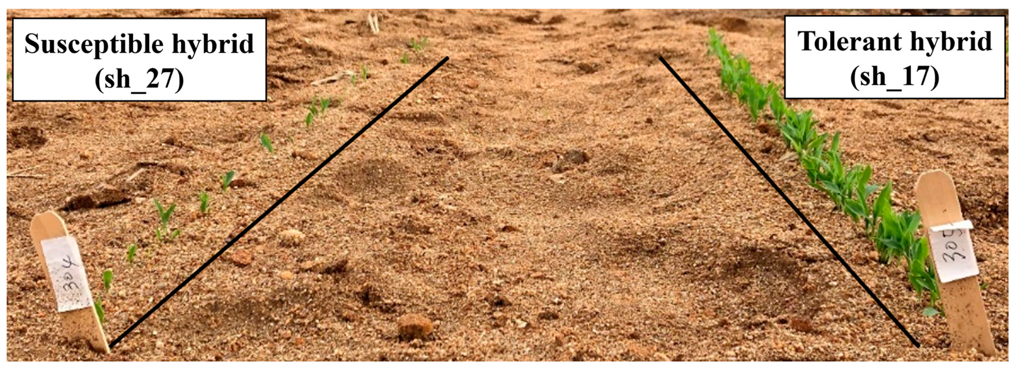 Agriculture 14 00360 g008