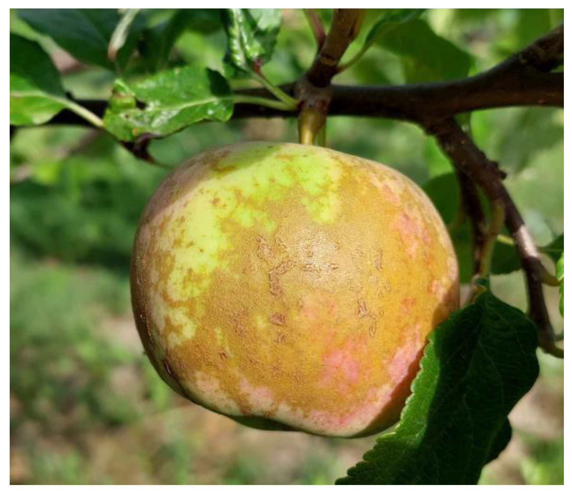 Agriculture 14 00383 g003 Agriculture 14 00383 g003