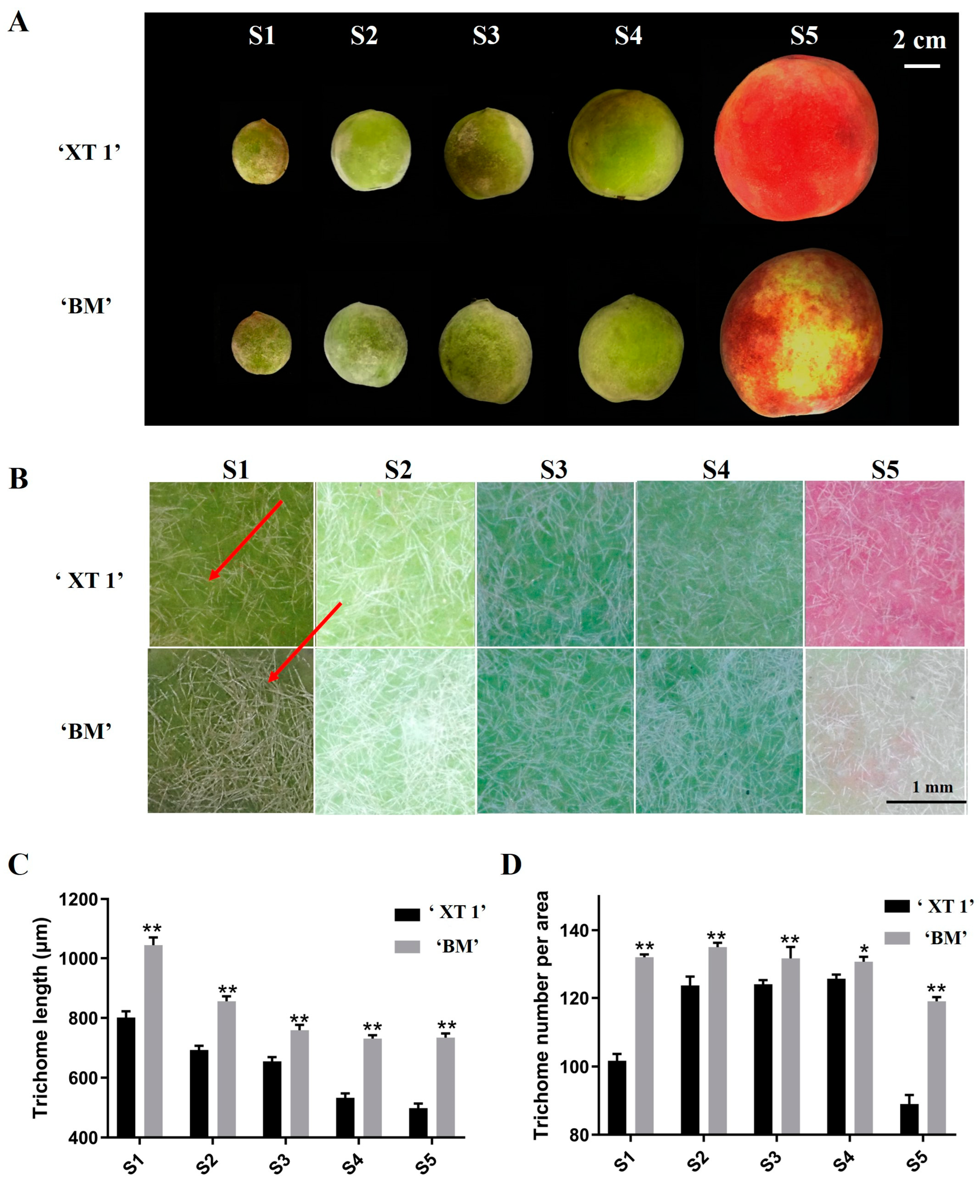 Agriculture 14 00427 g001