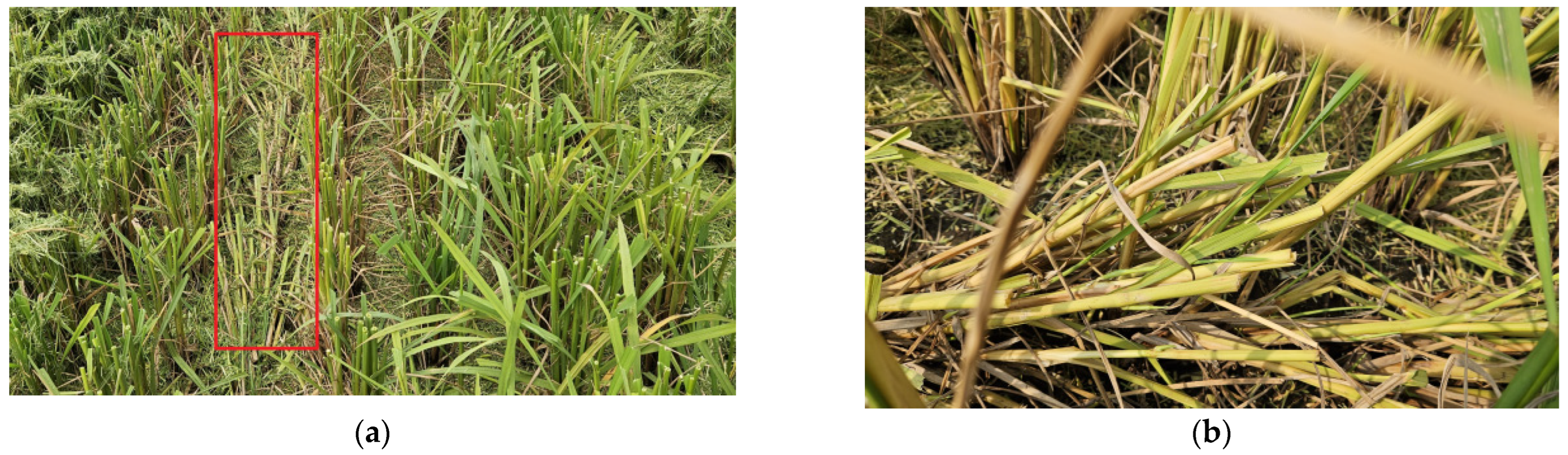 Agriculture 14 00534 g002