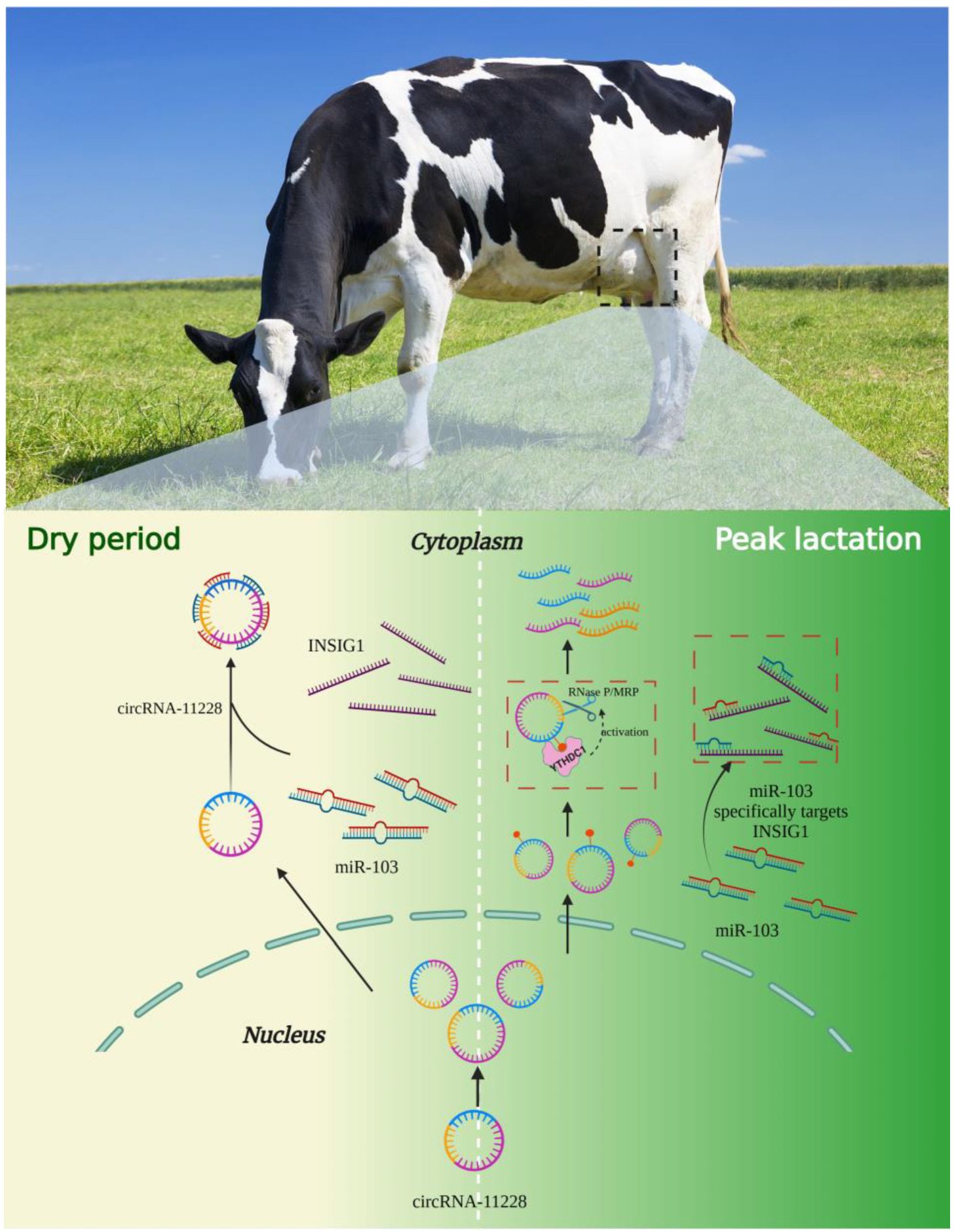 Agriculture 14 00538 g009