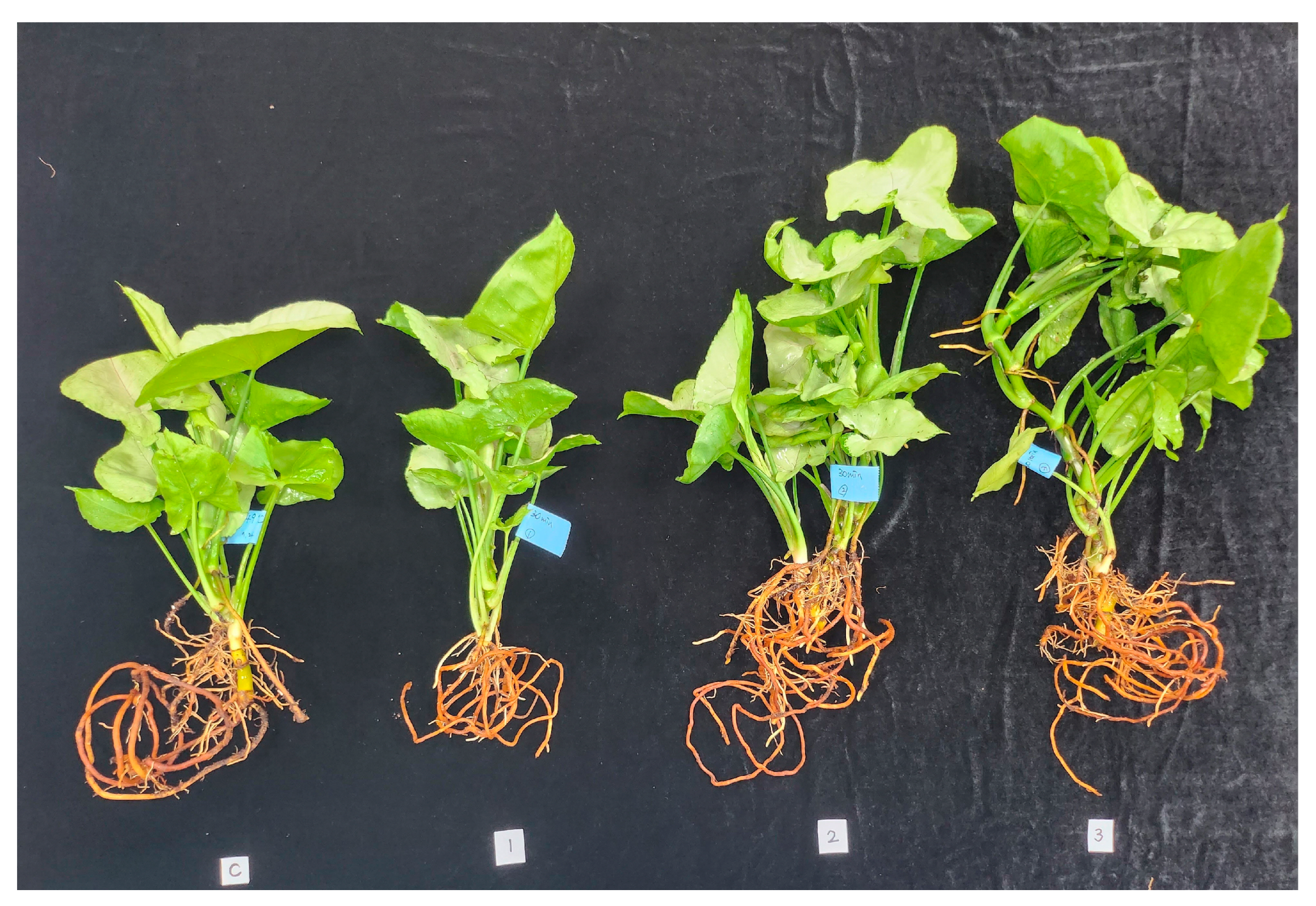 Agriculture 14 00582 g004