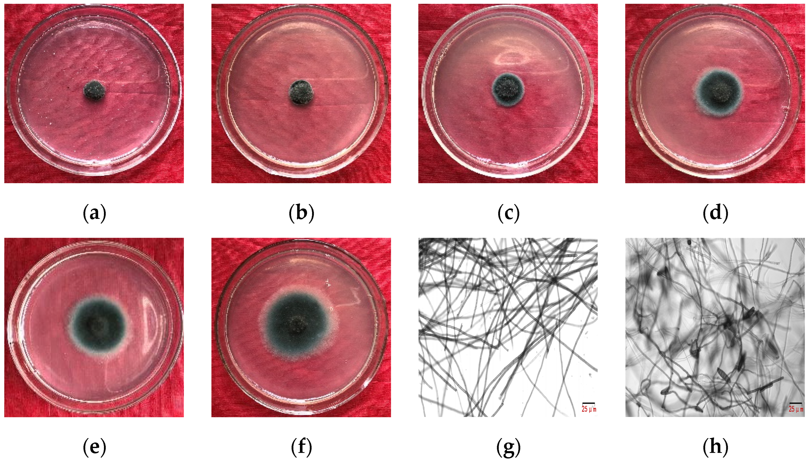 Agriculture 14 00606 g002