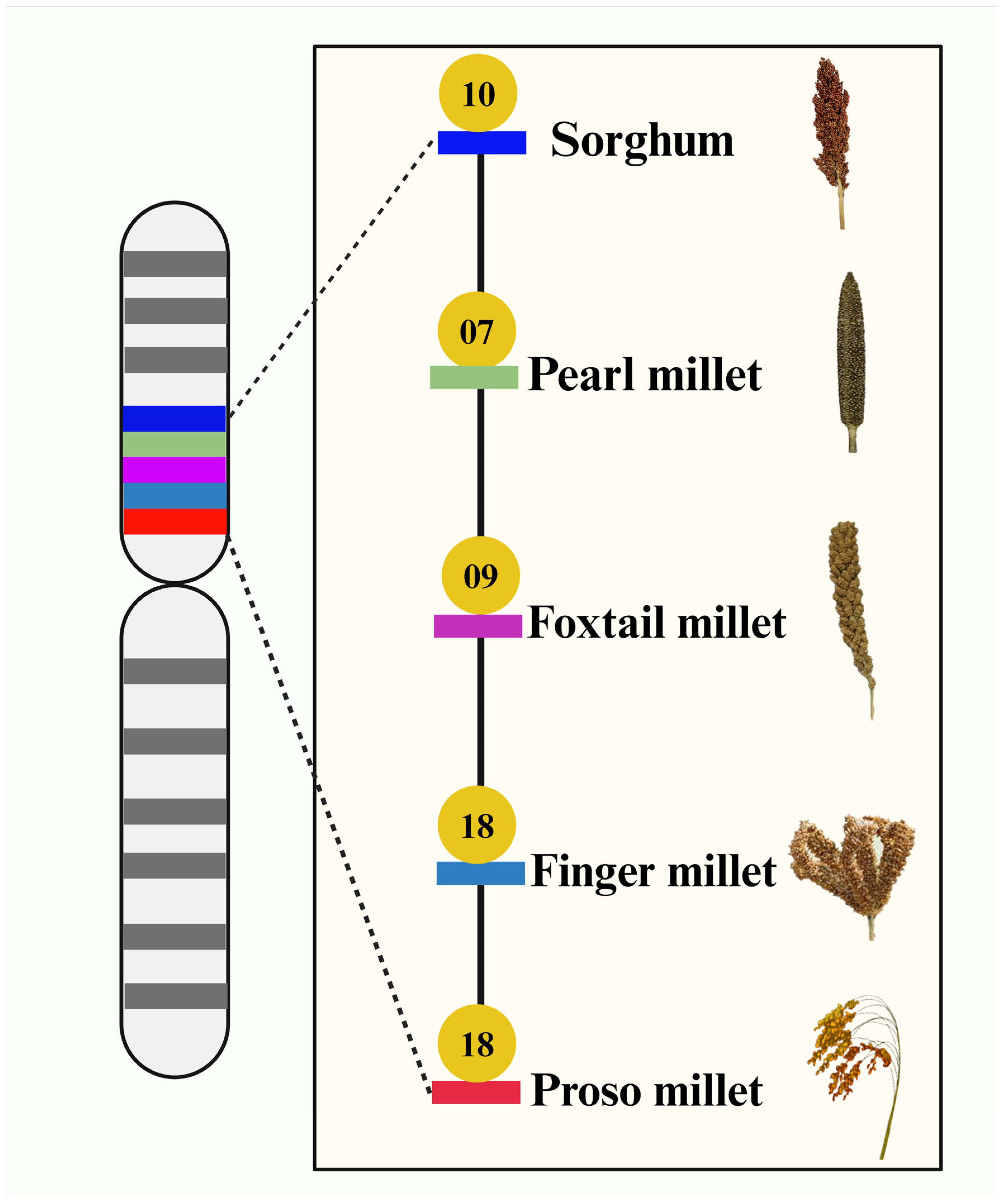 Agriculture | Free Full-Text | Role of Genome Sequences of Major and ...