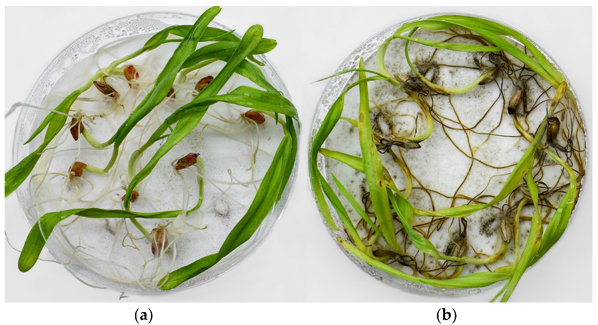 Agriculture 14 00707 g001