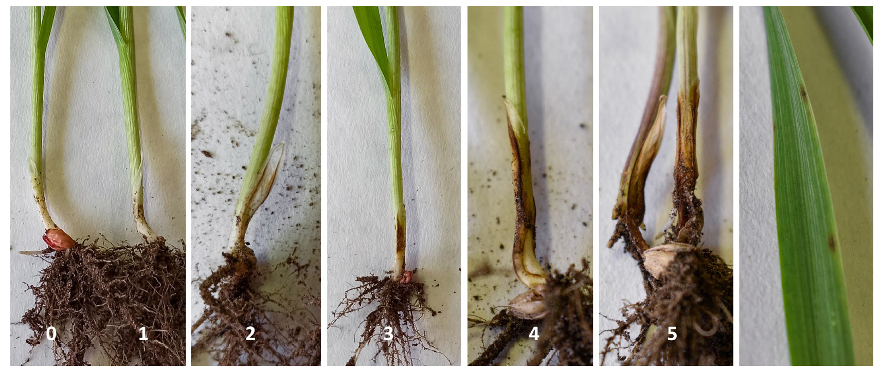 Agriculture 14 00707 g004