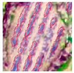 Agriculture 14 00736 i016