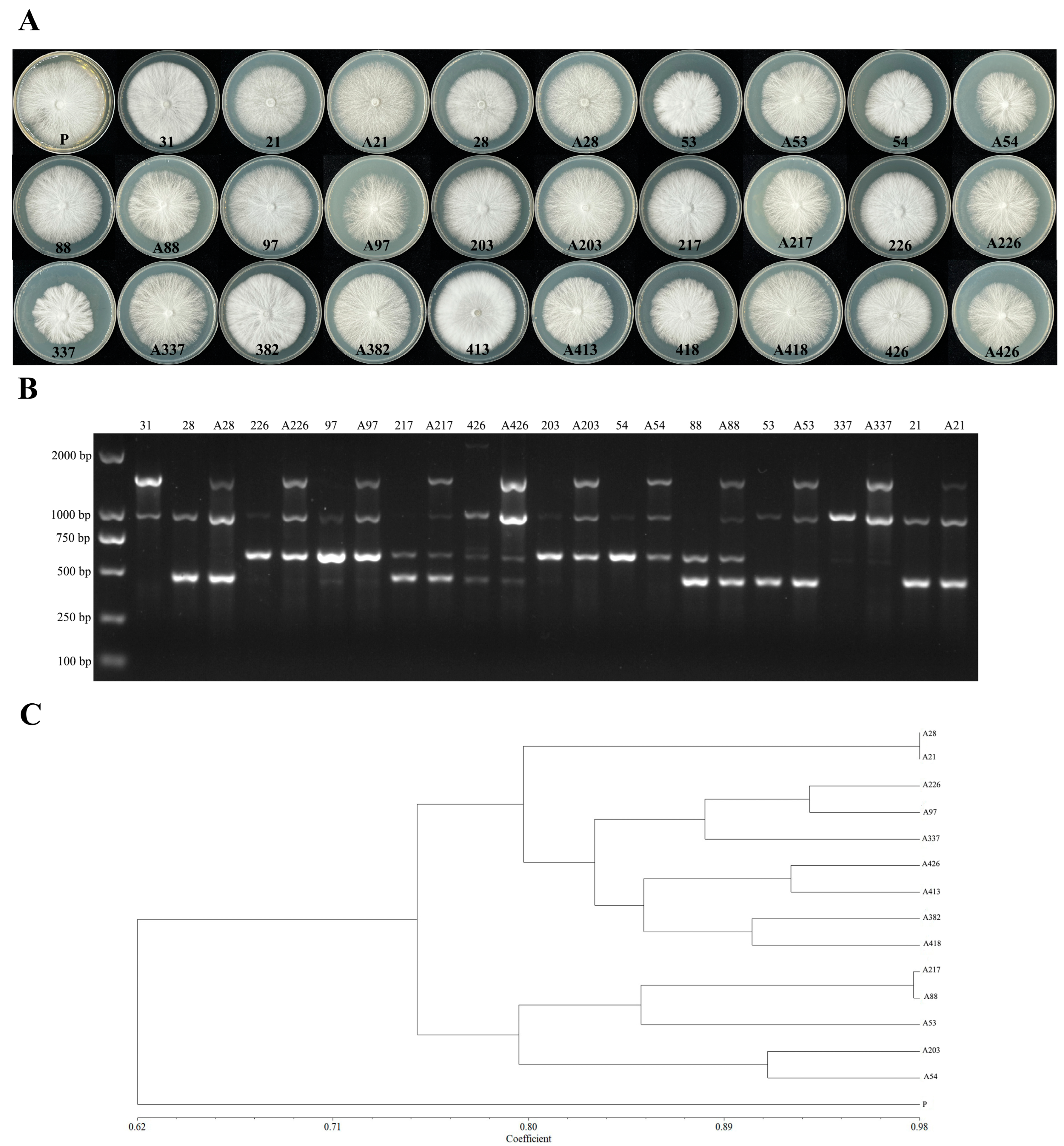 Agriculture 14 00745 g003 Agriculture 14 00745 g003