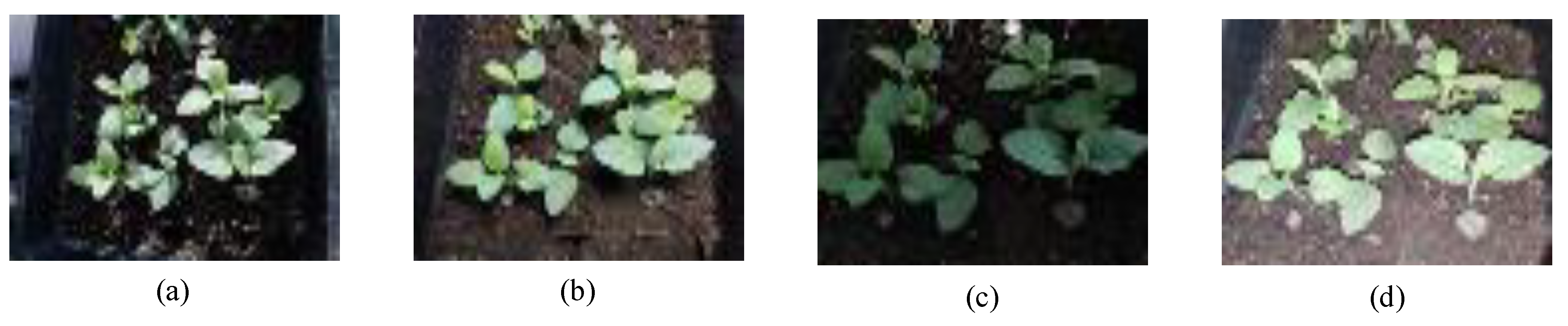 Agriculture 14 00910 g003