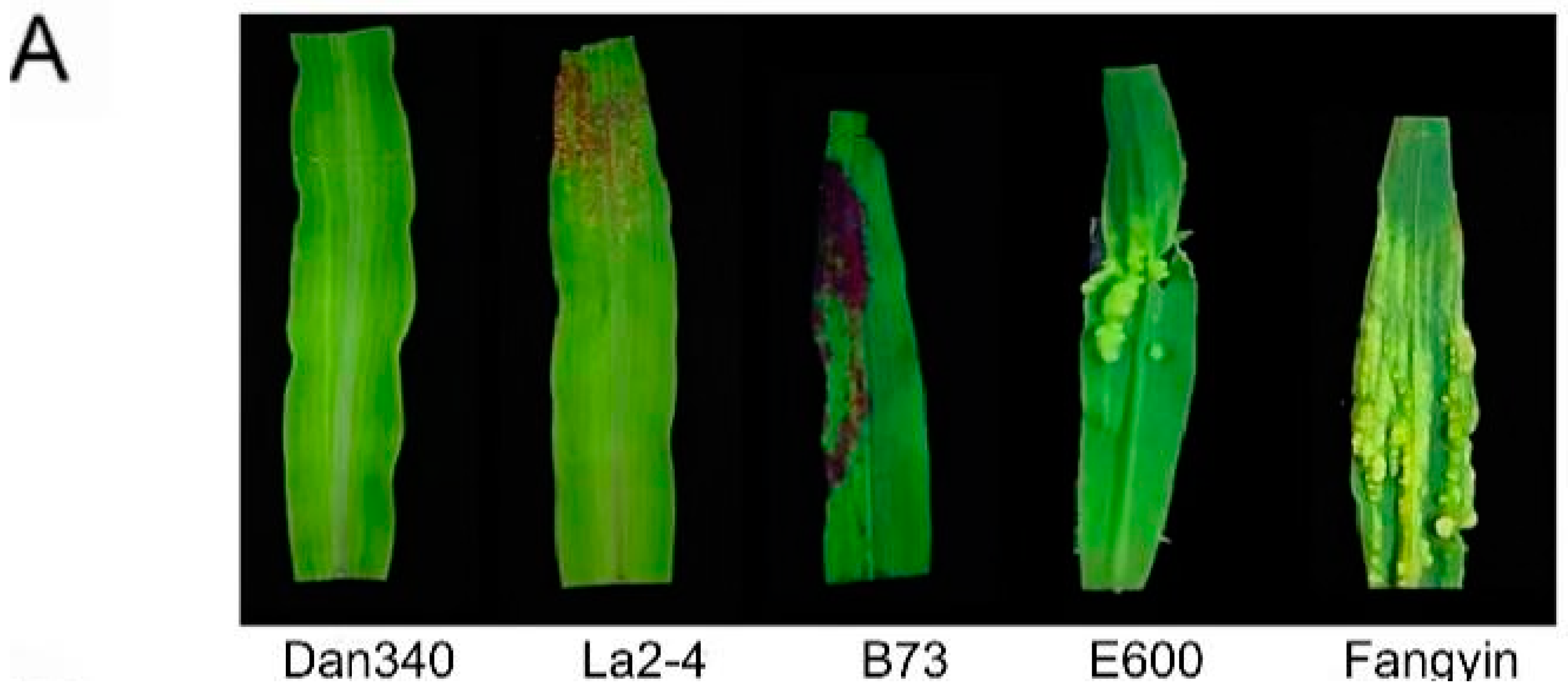 Agriculture 14 00958 g006a