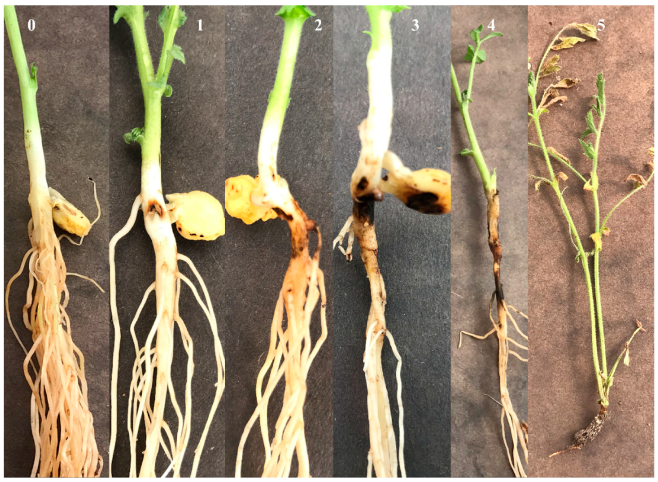 Agriculture 14 00974 g001