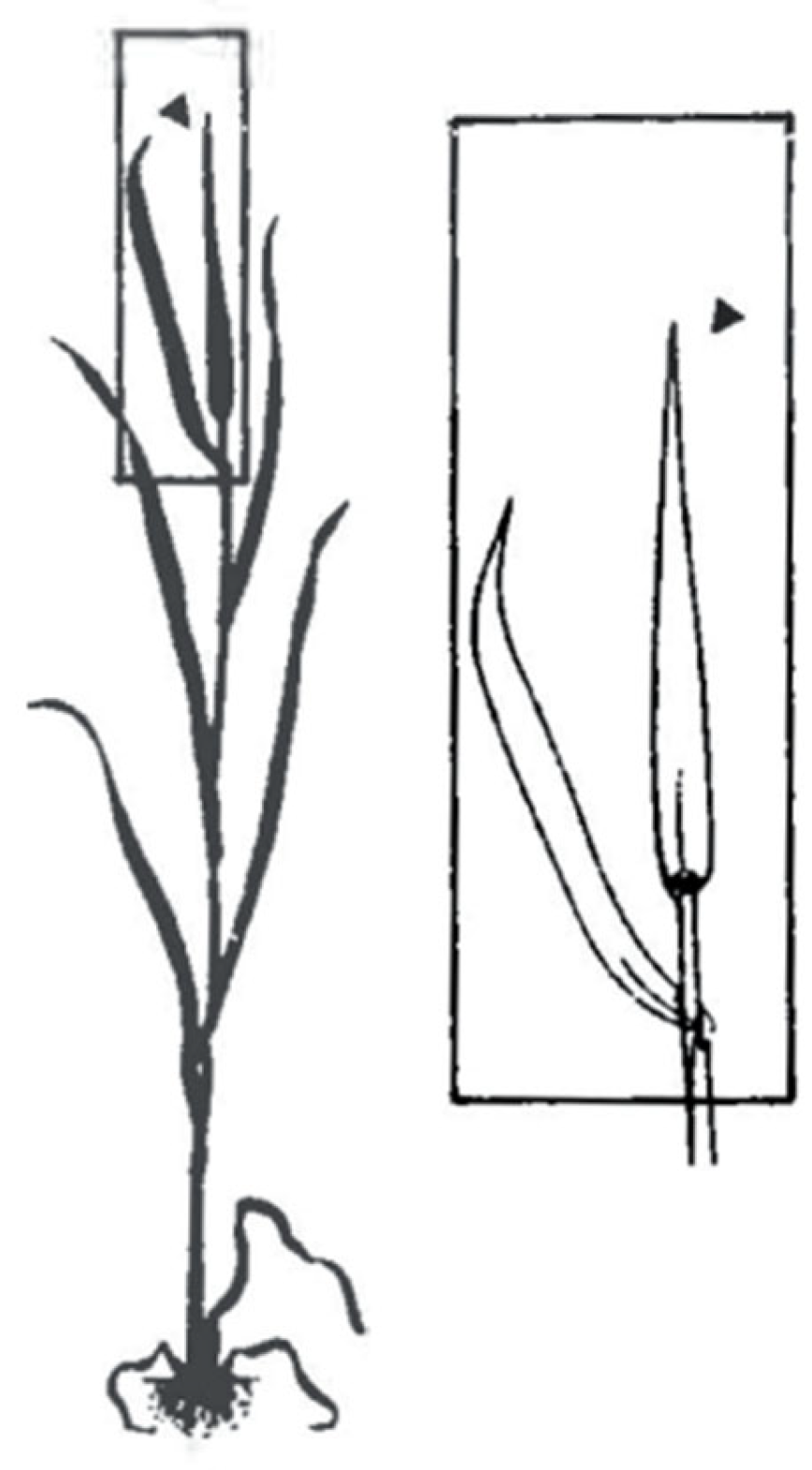 Agriculture 14 00988 g001